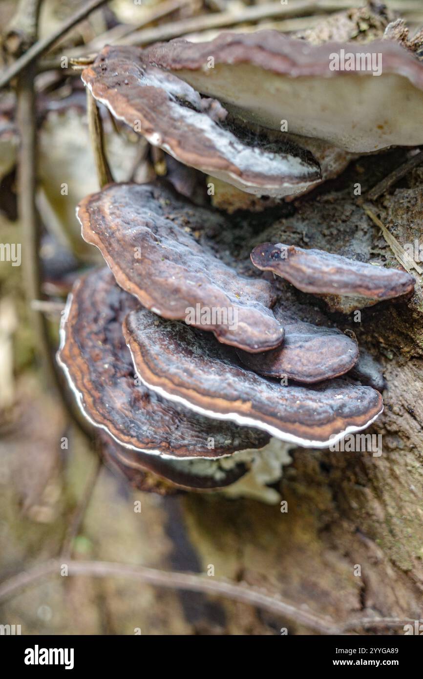 Tambopata, Peru - 28. November 2024: Wilde Pilzarten, die auf Bäumen im Amazonas-Regenwald wachsen Stockfoto
