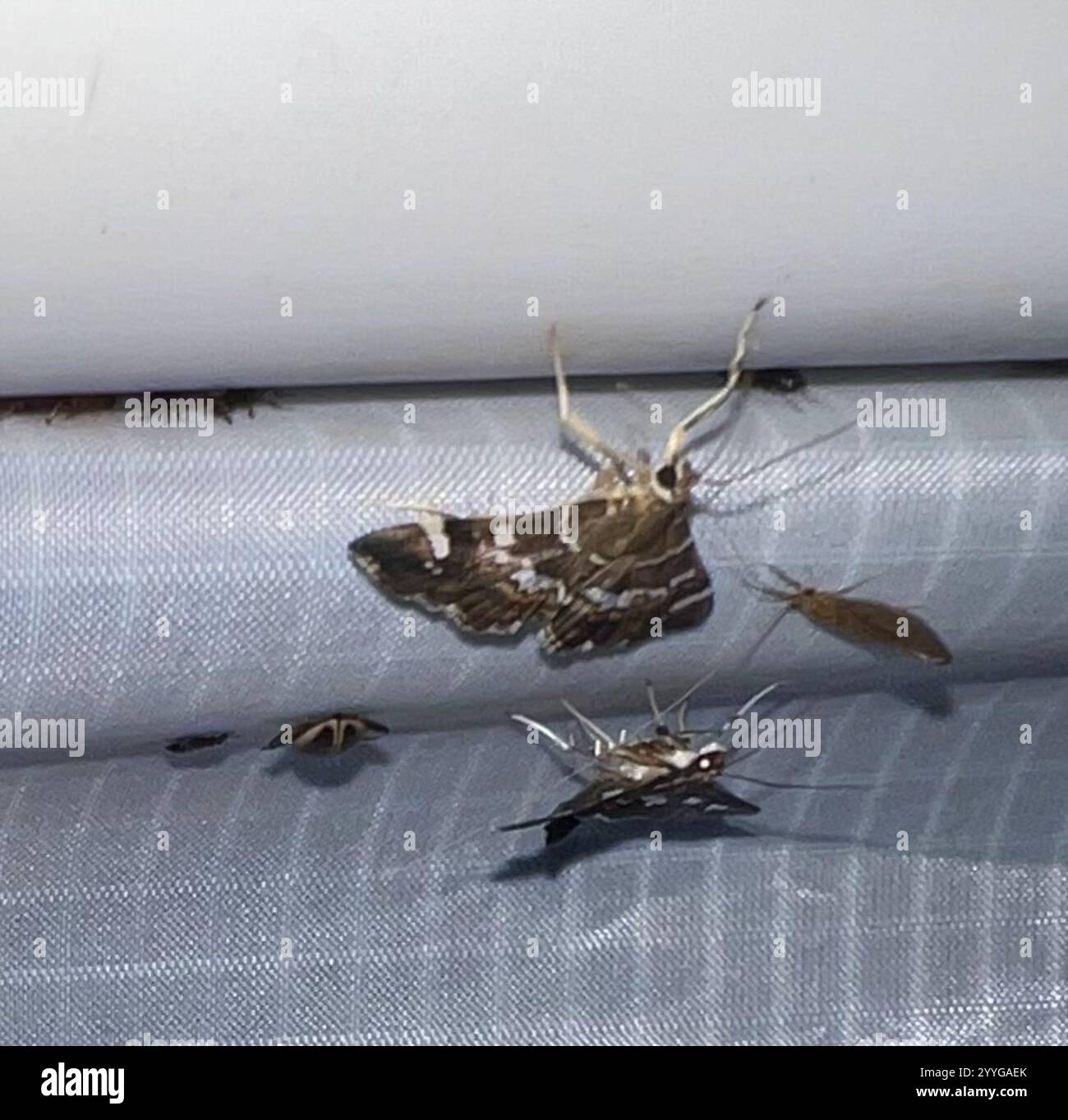Gefleckte Rüben Webworm Motte (Hymenia perspectalis) Stockfoto