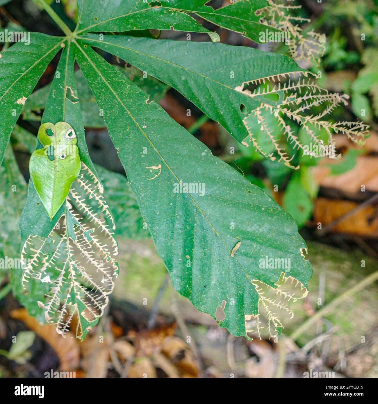 Tambopata, Peru - 28. November 2024: Grüne Pflanzenblätter im Amazonas-Regenwald, Peru Stockfoto