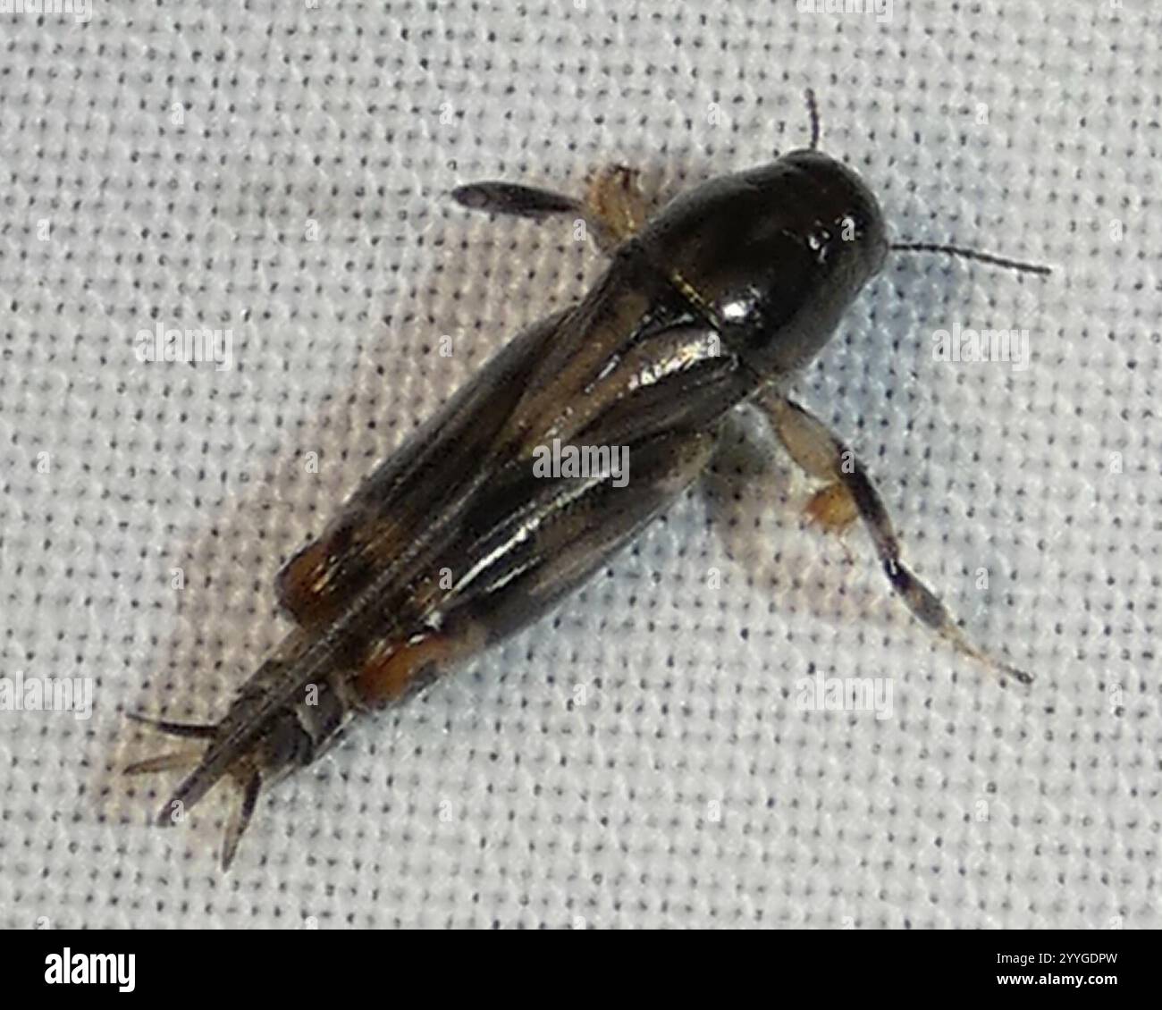 Größerer Zwergmole Grasshopper (Neotridactylus apicialis) Stockfoto