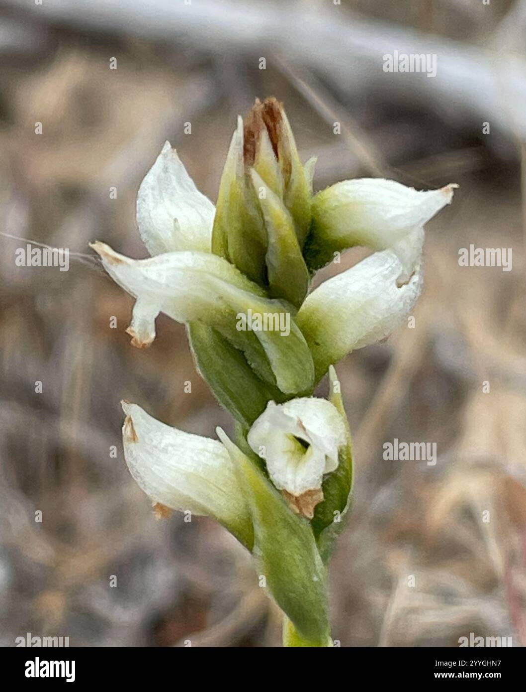 Damen-Kapuzen (Spiranthes romanzoffiana) Stockfoto