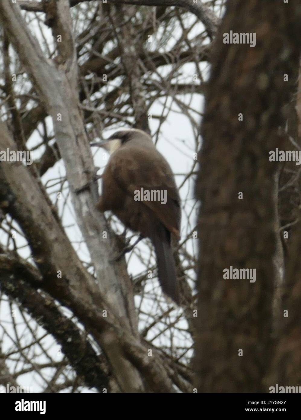 Grau-gekrönter Schwätzer (Pomatostomus Temporalis) Stockfoto