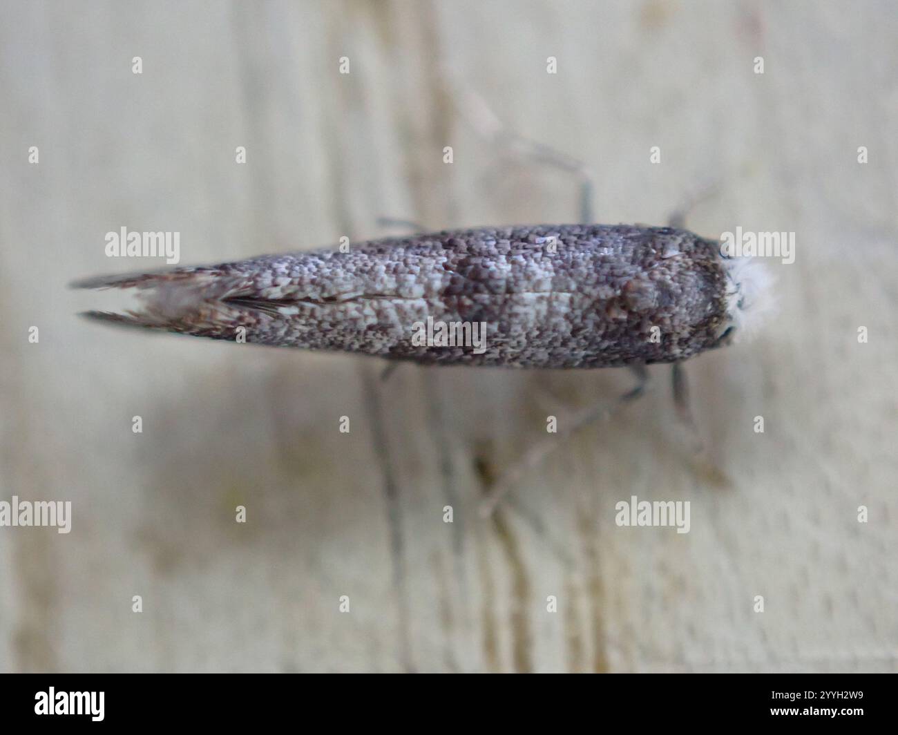 Birke Ermel (Swammerdamia caesiella) Stockfoto