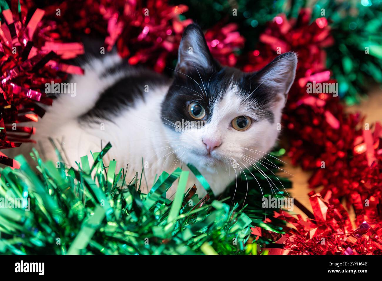 Kätzchen unter Lametta zu Weihnachten. Junge weibliche Haustierkatze umgeben von grün-rotem Glitzerlametta in authentischem Innenbereich Stockfoto