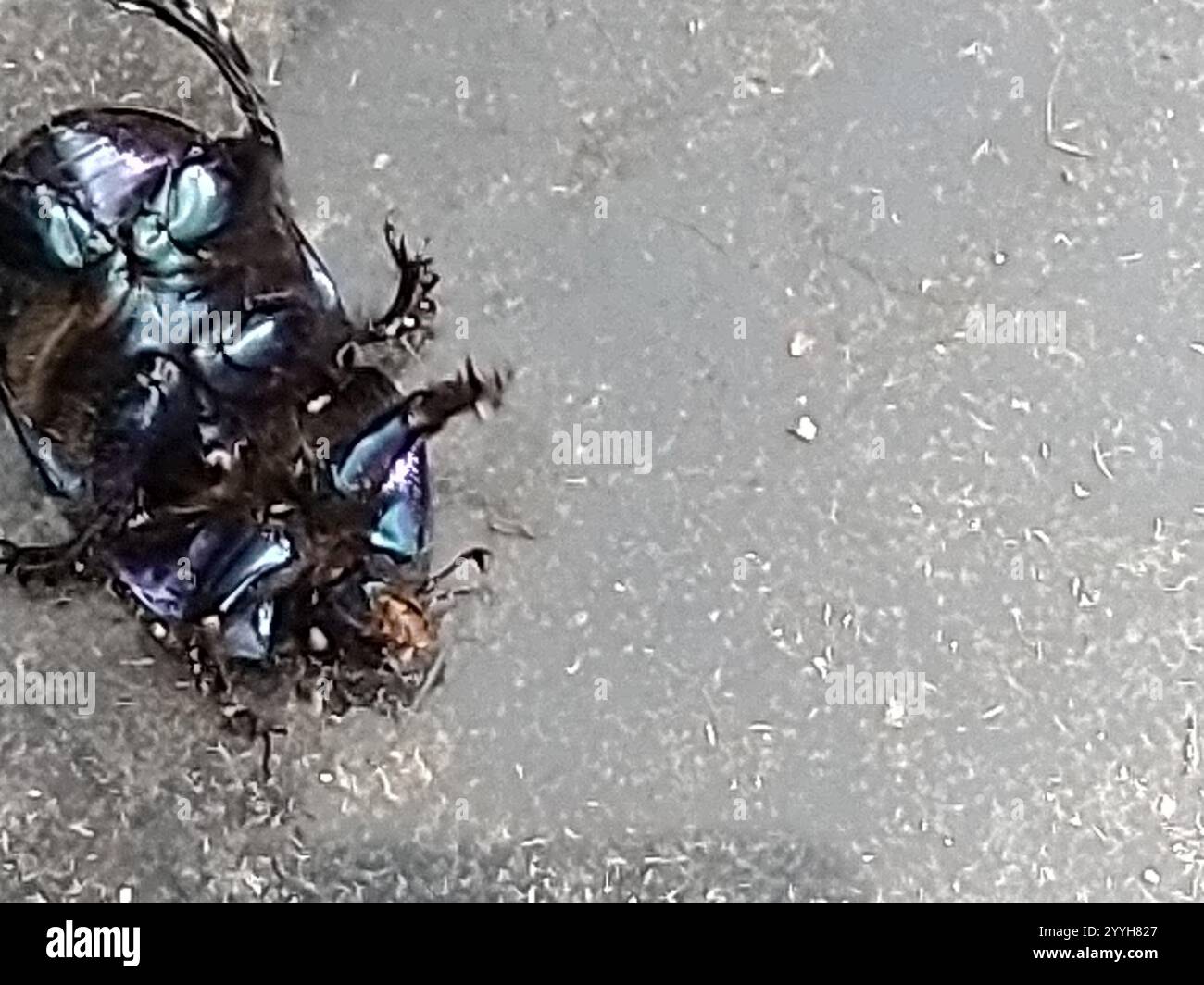 Gewöhnlicher Dor-Käfer (Geotrupes stercorarius) Stockfoto