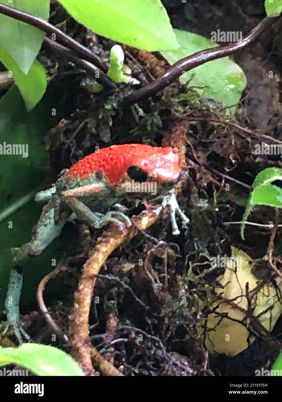 Granulatgiftfrosch (Oophaga granulifera) Stockfoto