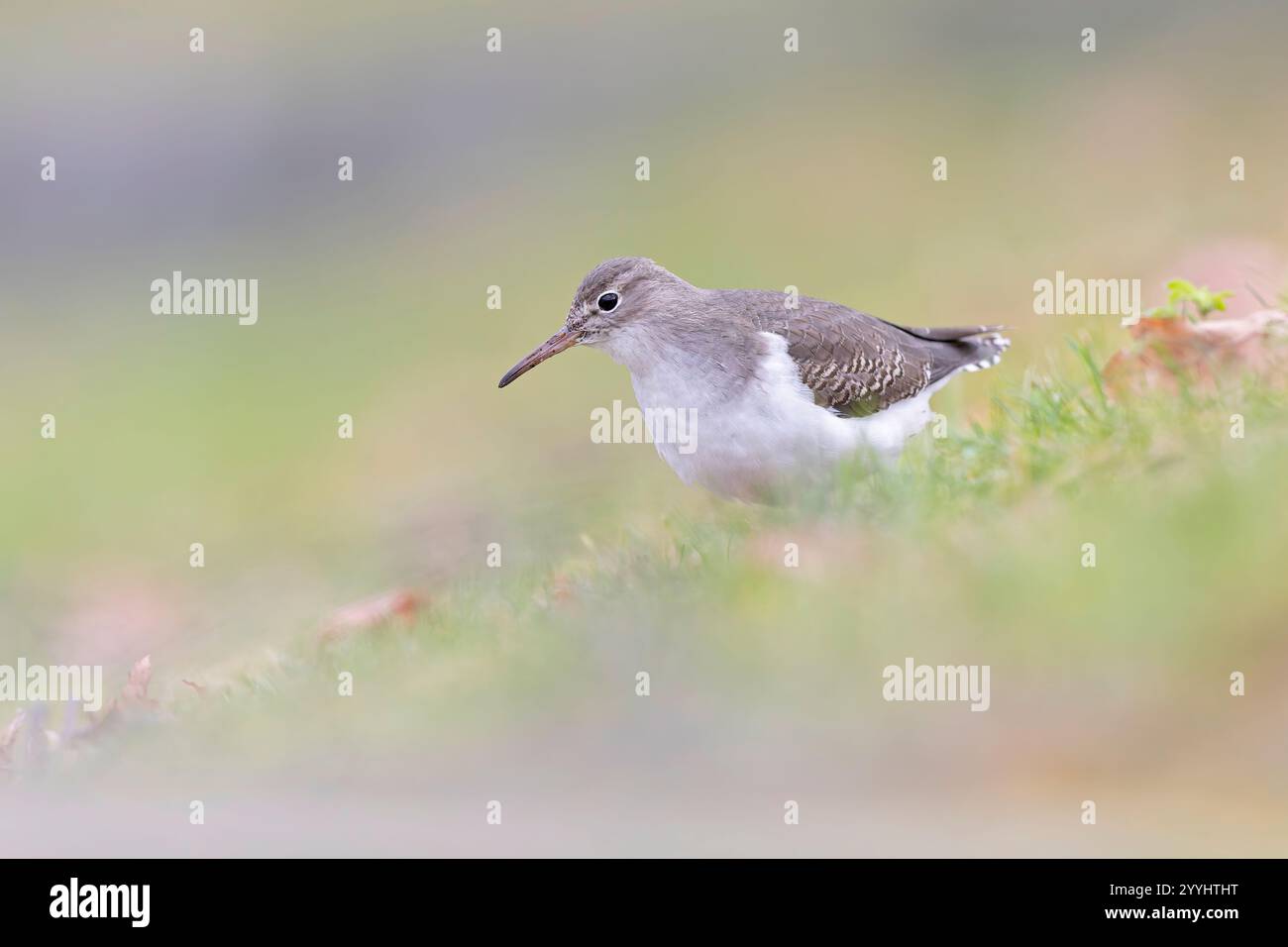 Ein gefleckter Sandpiper (Actitis macularius), der aus einem tiefen Blickwinkel fotografiert wurde. Stockfoto