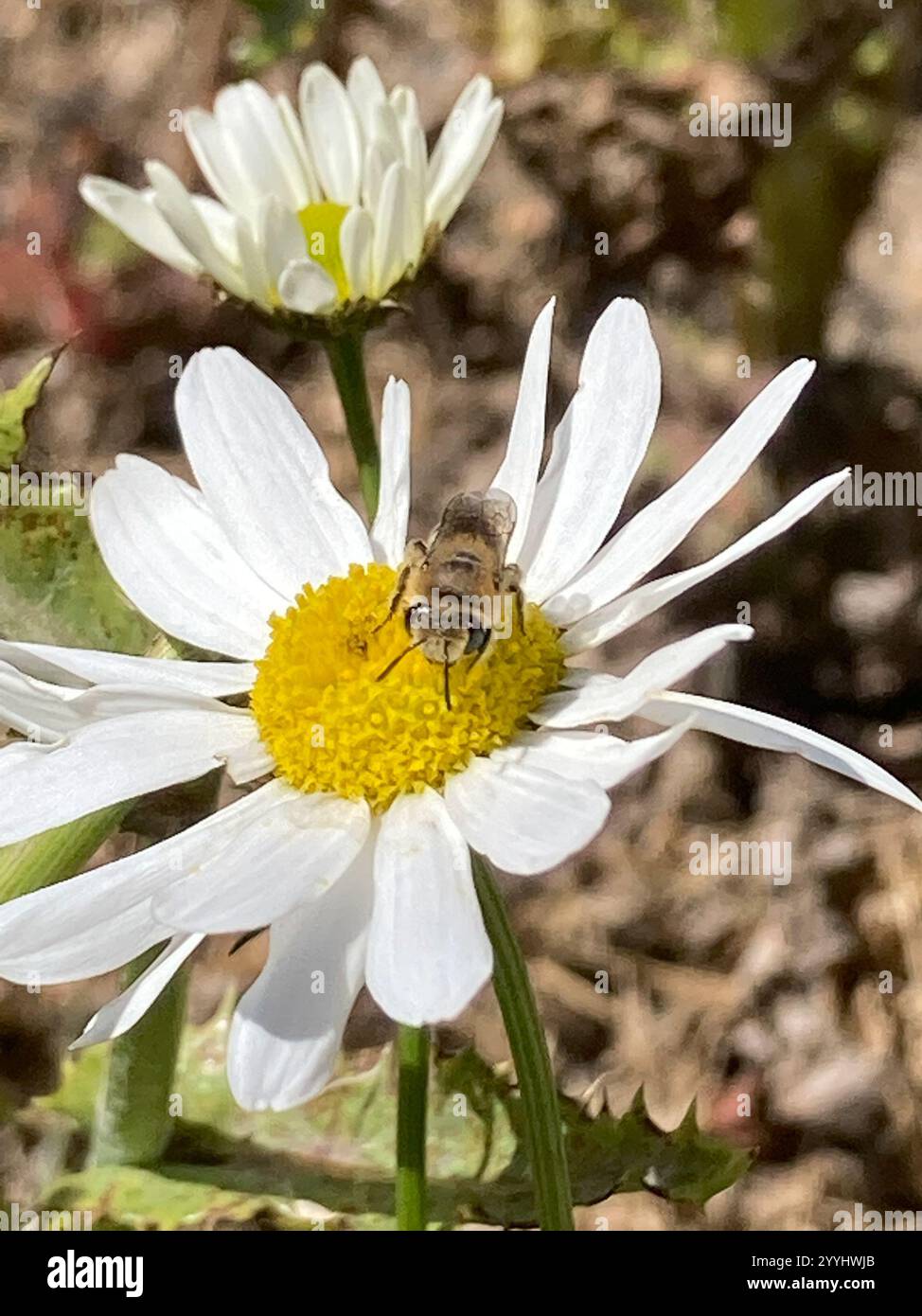 Davies' Cellophane Bee (Colletes daviesanus) Stockfoto