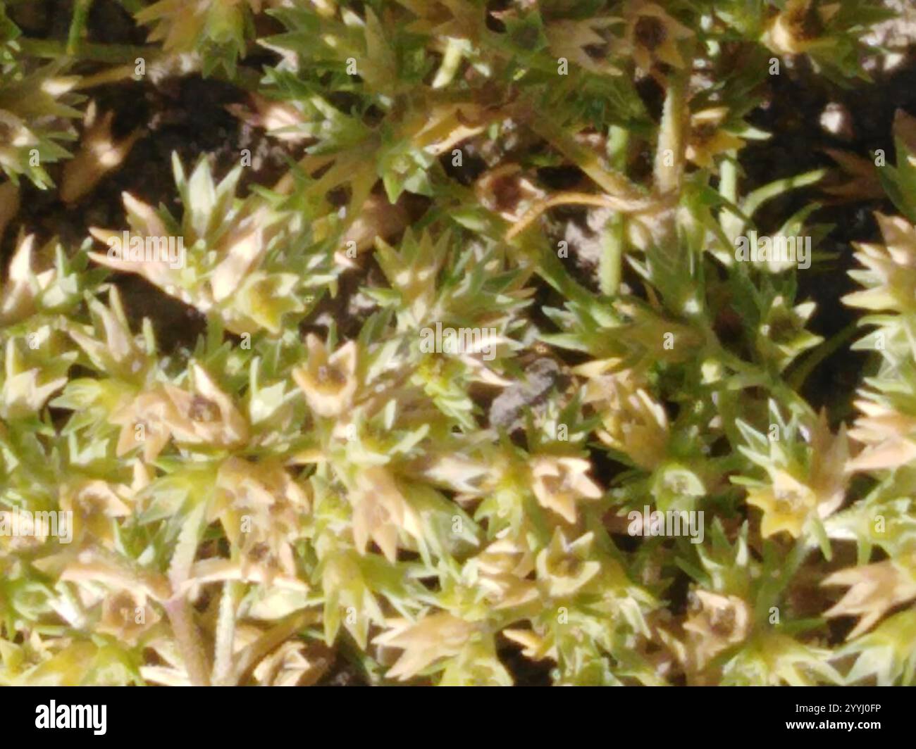 Knawel jährlich (Scleranthus annuus) Stockfoto