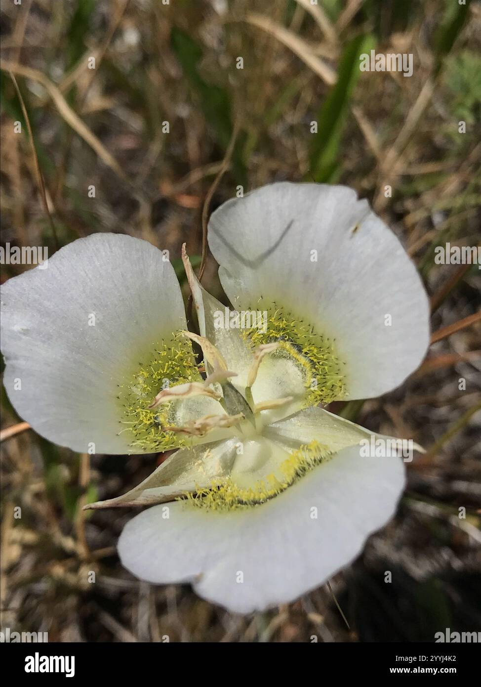 Mariposa Lilie von Gunnison (Calochortus gunnisonii) Stockfoto