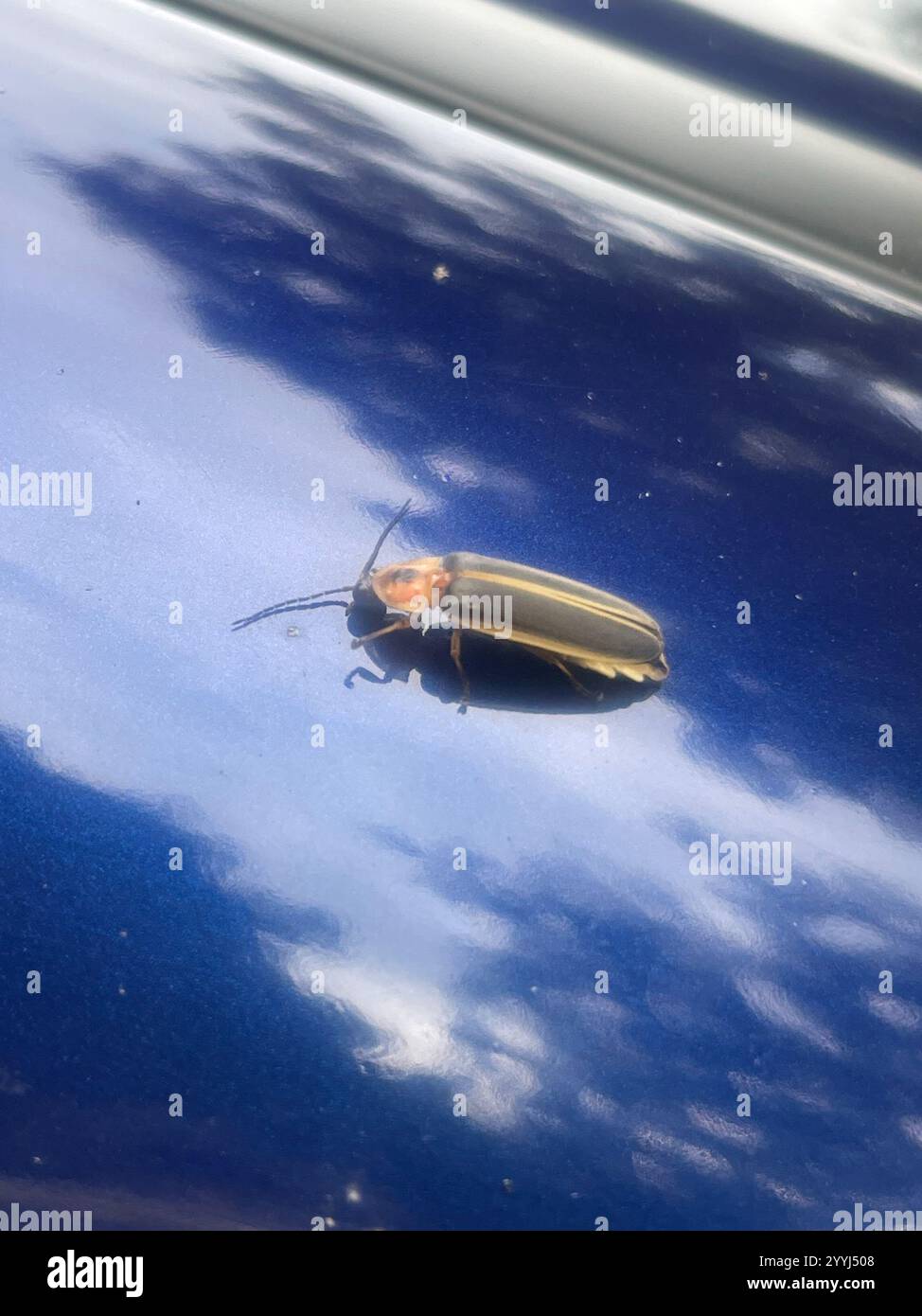 Gemeinsame östlichen Firefly (Photinus pyralis) Stockfoto