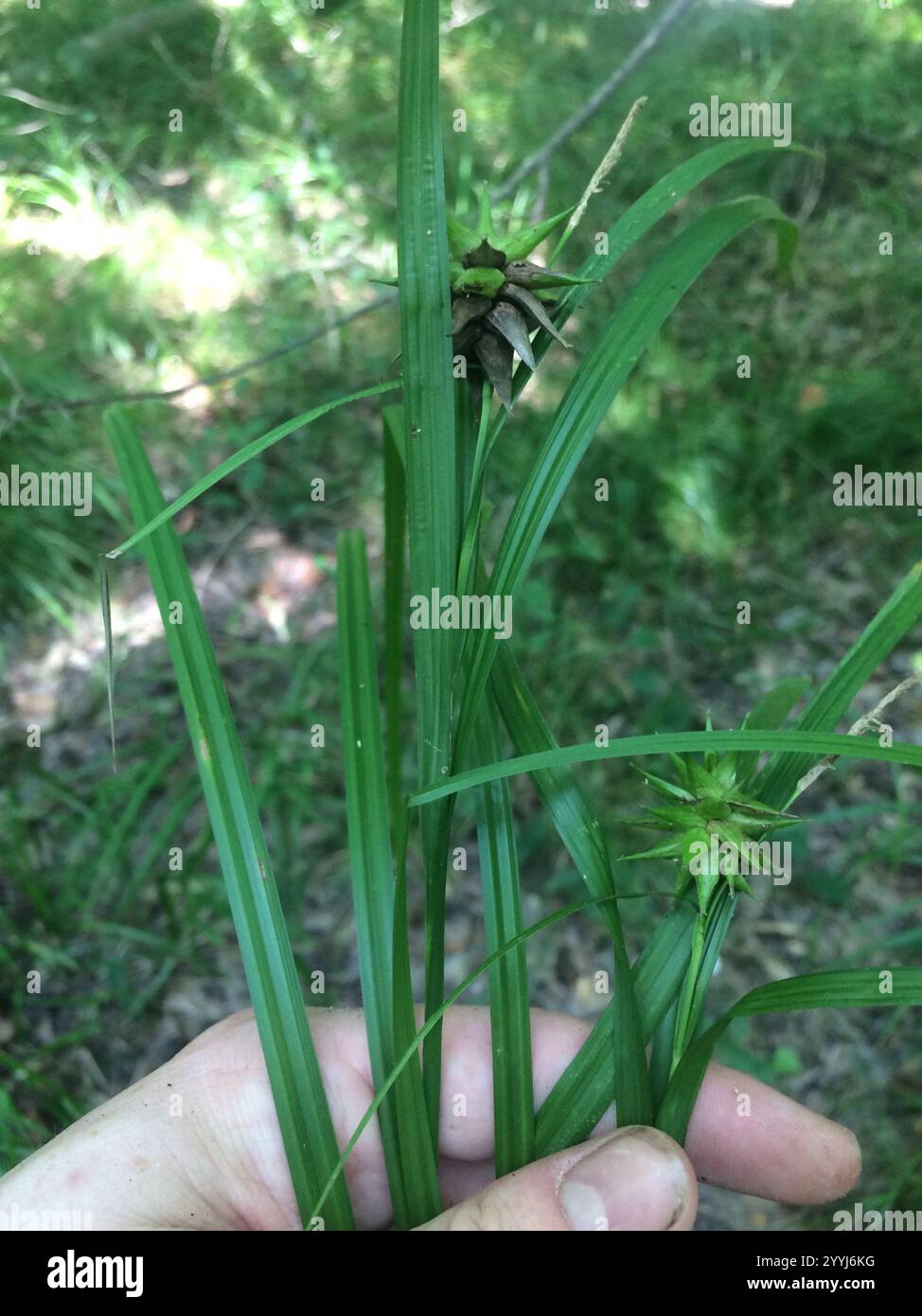Gray's Segge (Carex gryi) Stockfoto