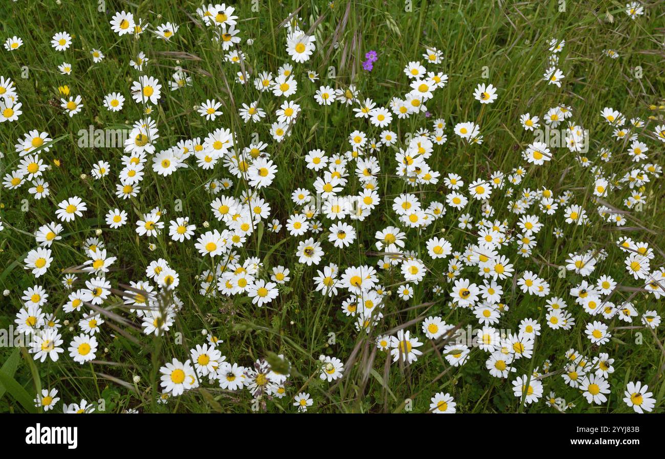 Daises in Bulnes, eine kleine Vilage im Picos de Europa, Spanien Stockfoto