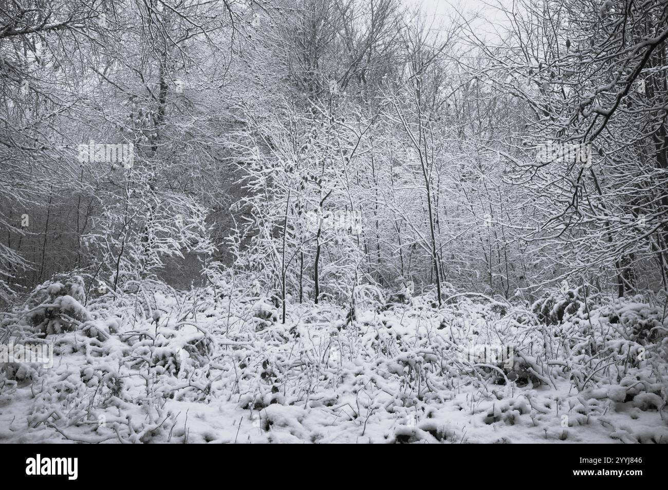 Eiskalte und verschneite Wälder. Wentwood Forest. Schwarzweißbild. Stockfoto
