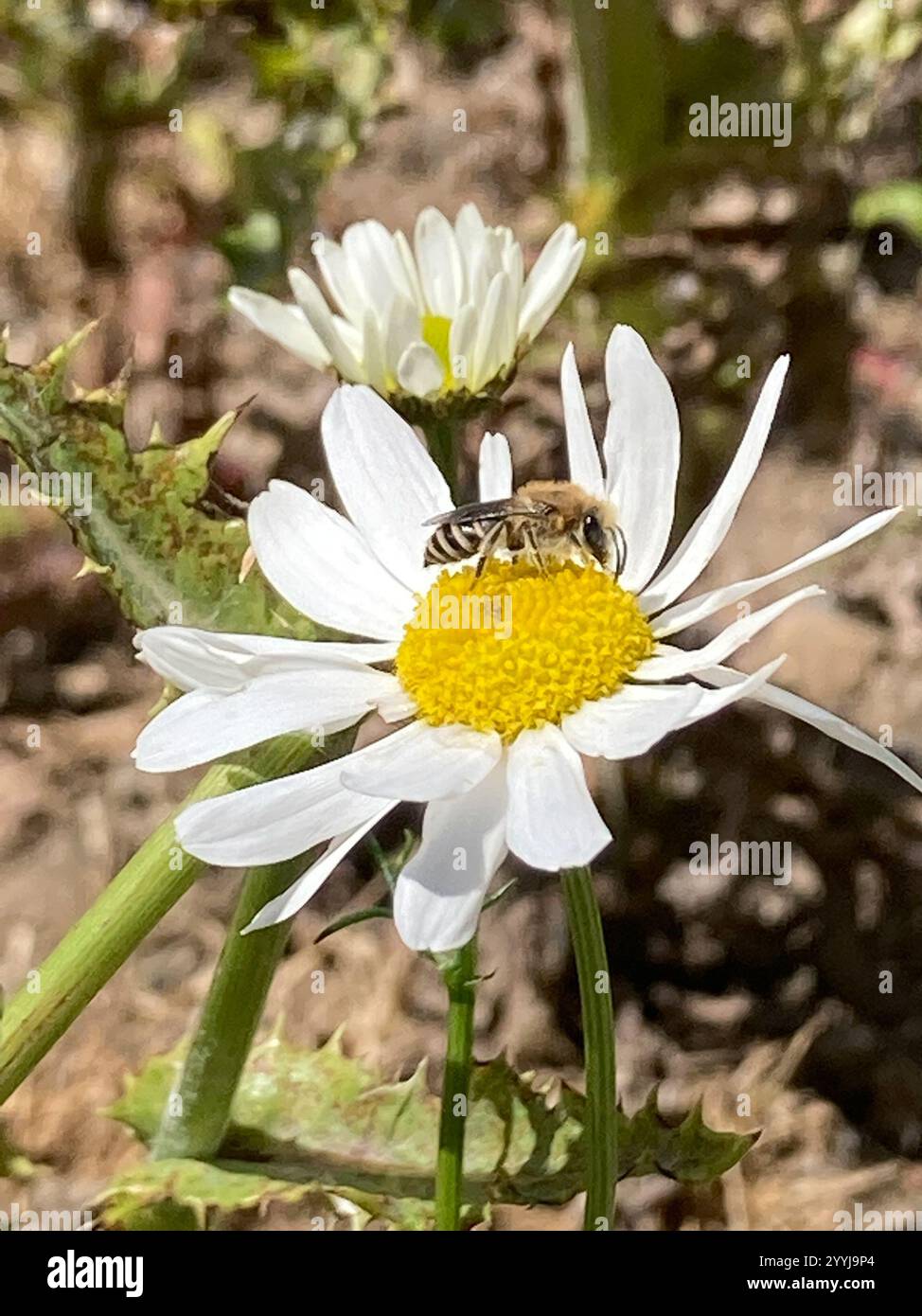 Davies' Cellophane Bee (Colletes daviesanus) Stockfoto