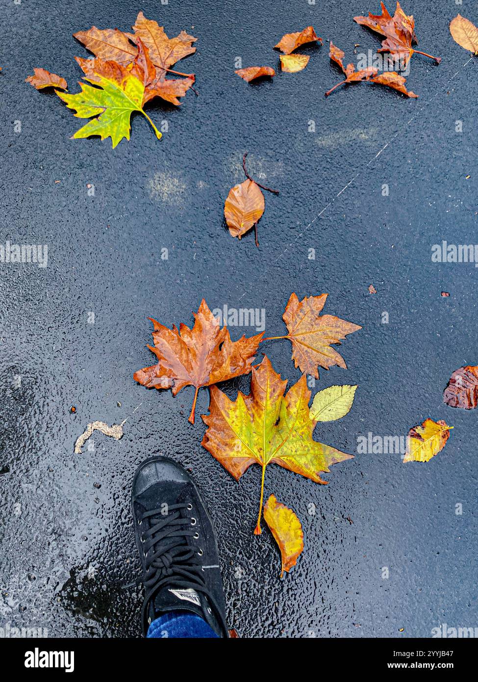 Einige grüne und braune Blätter verstreut auf dem nassen Boden. Spaziergang an einem regnerischen Tag in einem schwarzen Paar Schuhe. - Smartphone-aufgenommenes Stockfoto