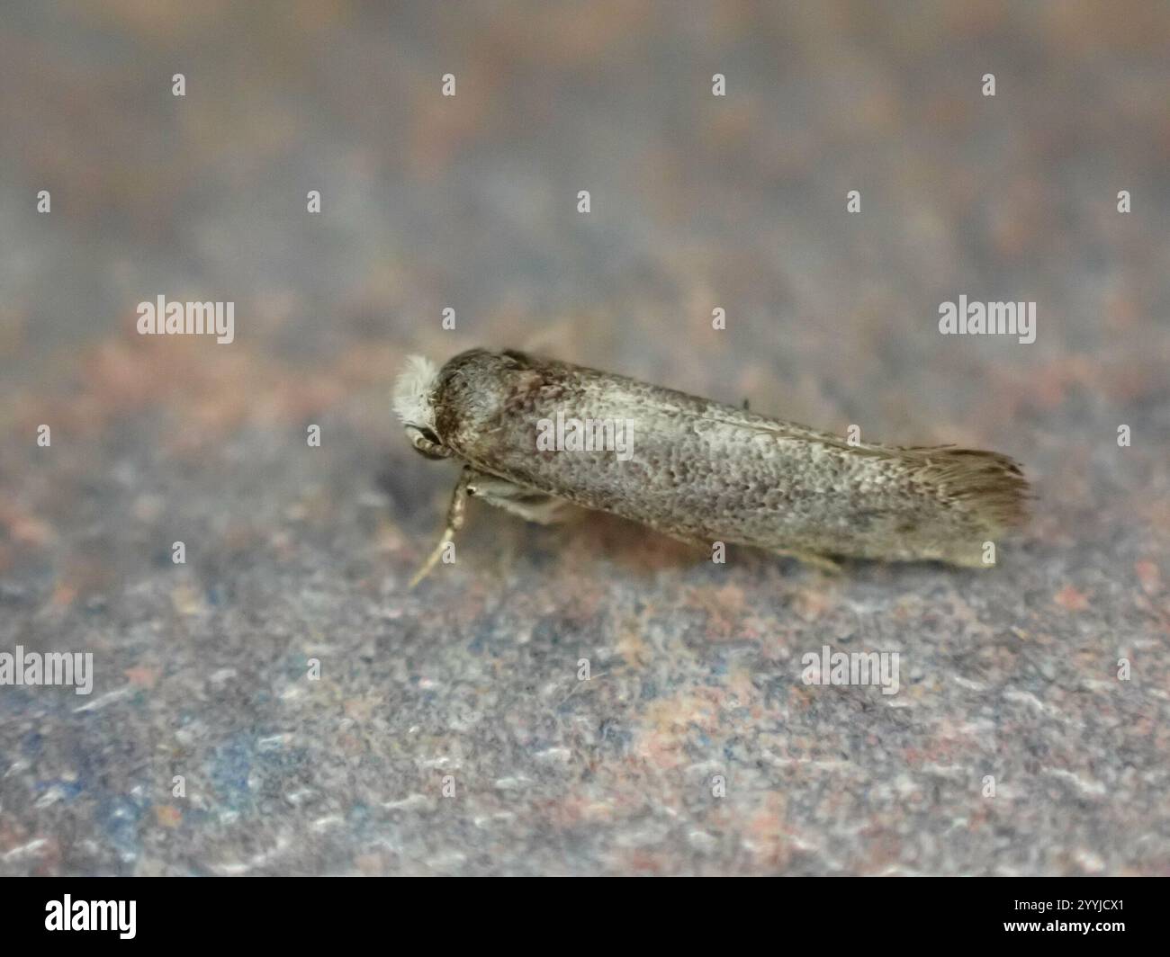 Birke Ermel (Swammerdamia caesiella) Stockfoto