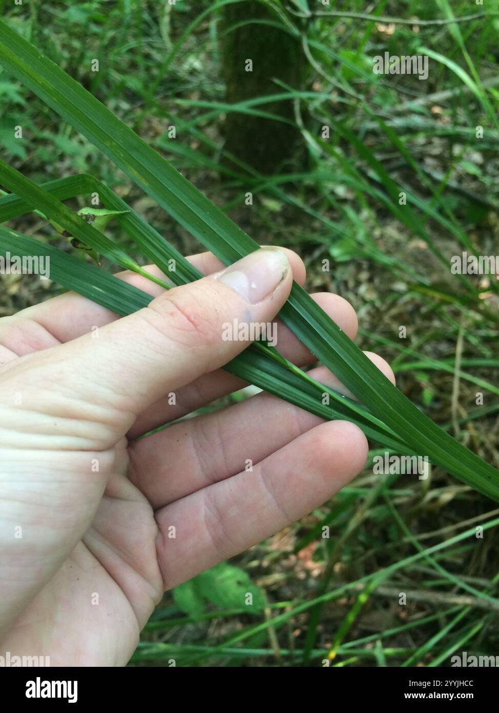 Gray's Segge (Carex gryi) Stockfoto