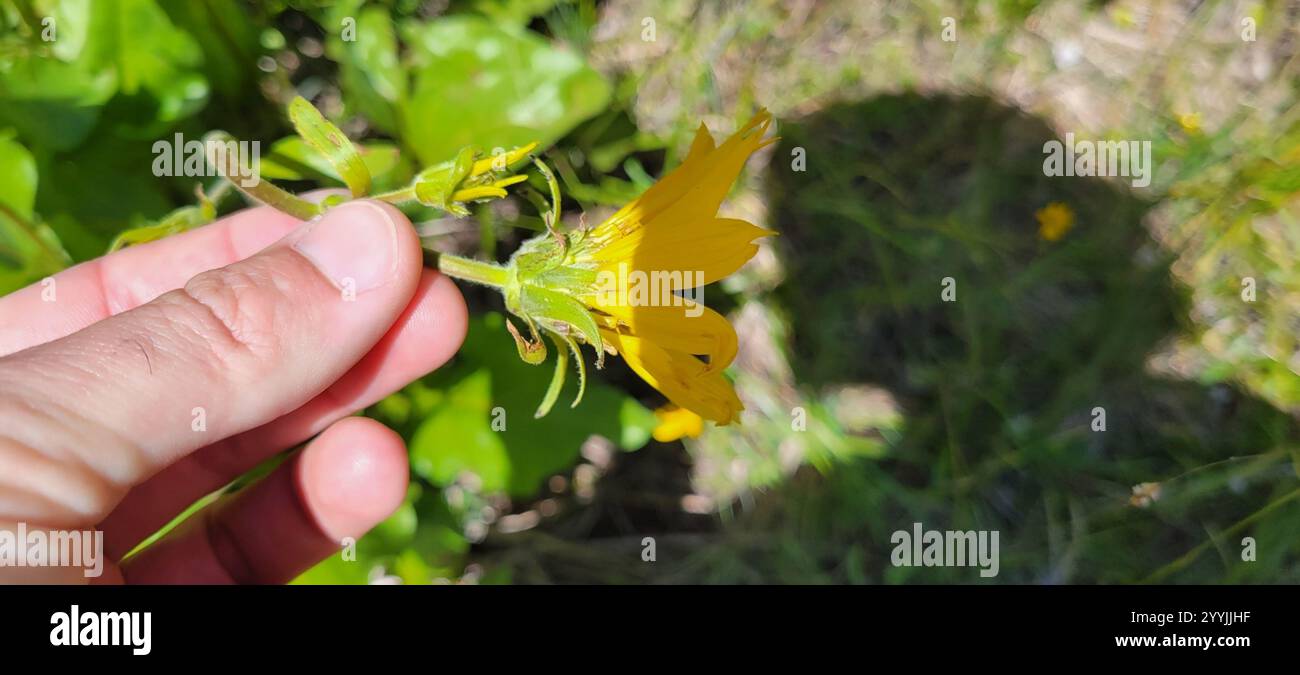 Deltamuswurzel (Balsamorhiza deltoidea) Stockfoto