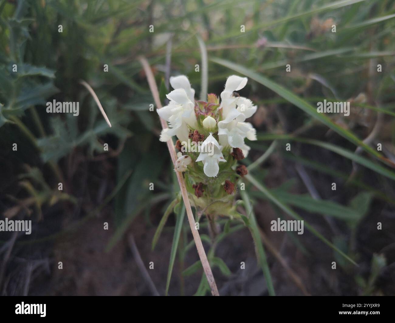 Selfheal (Prunella laciniata) Stockfoto