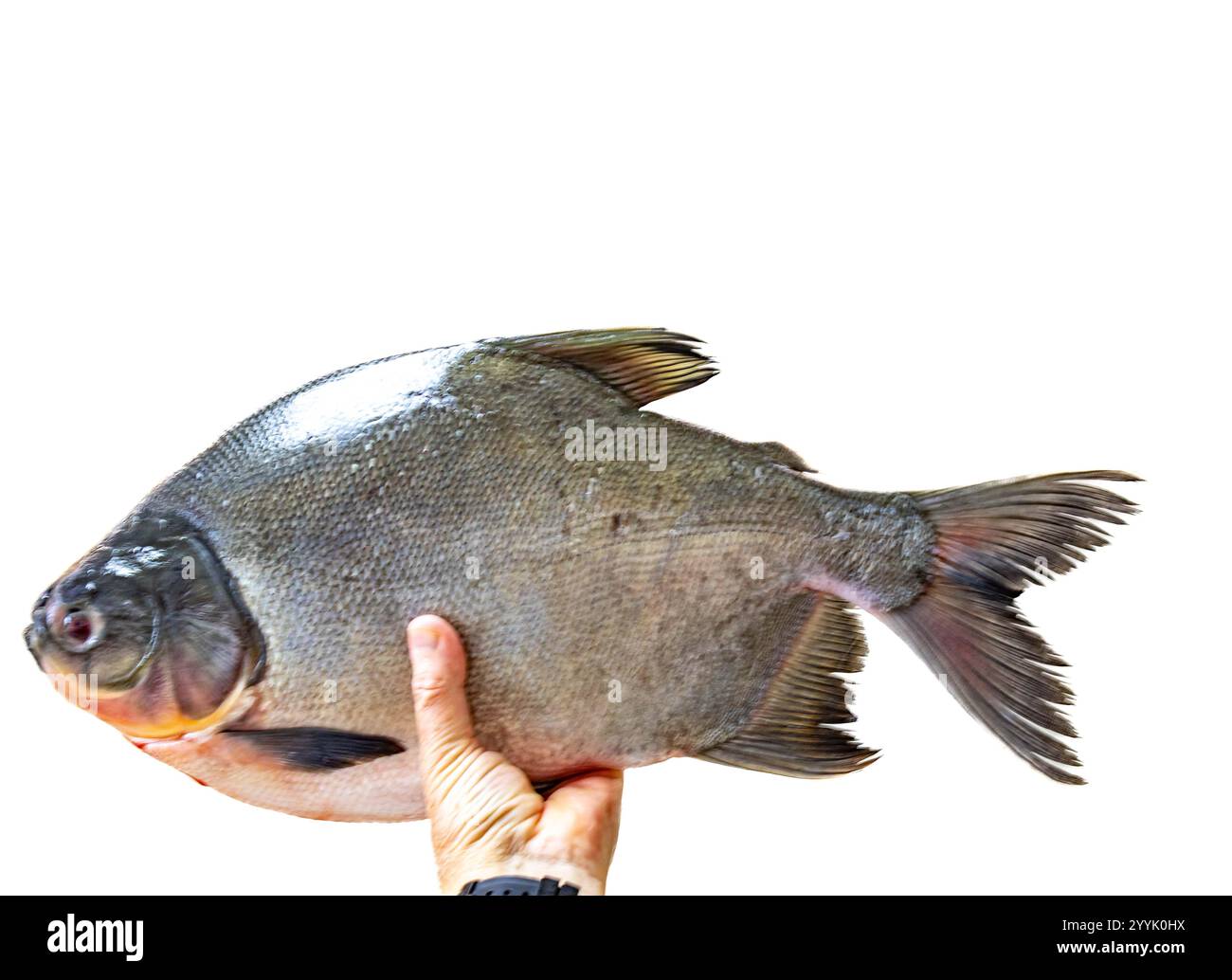 Wilder Tambaqui-Fisch Colossoma macropomum traditioneller brasilianischer Süßwasserfisch aus dem Amazonasgebiet und dem Pantanal. Stockfoto