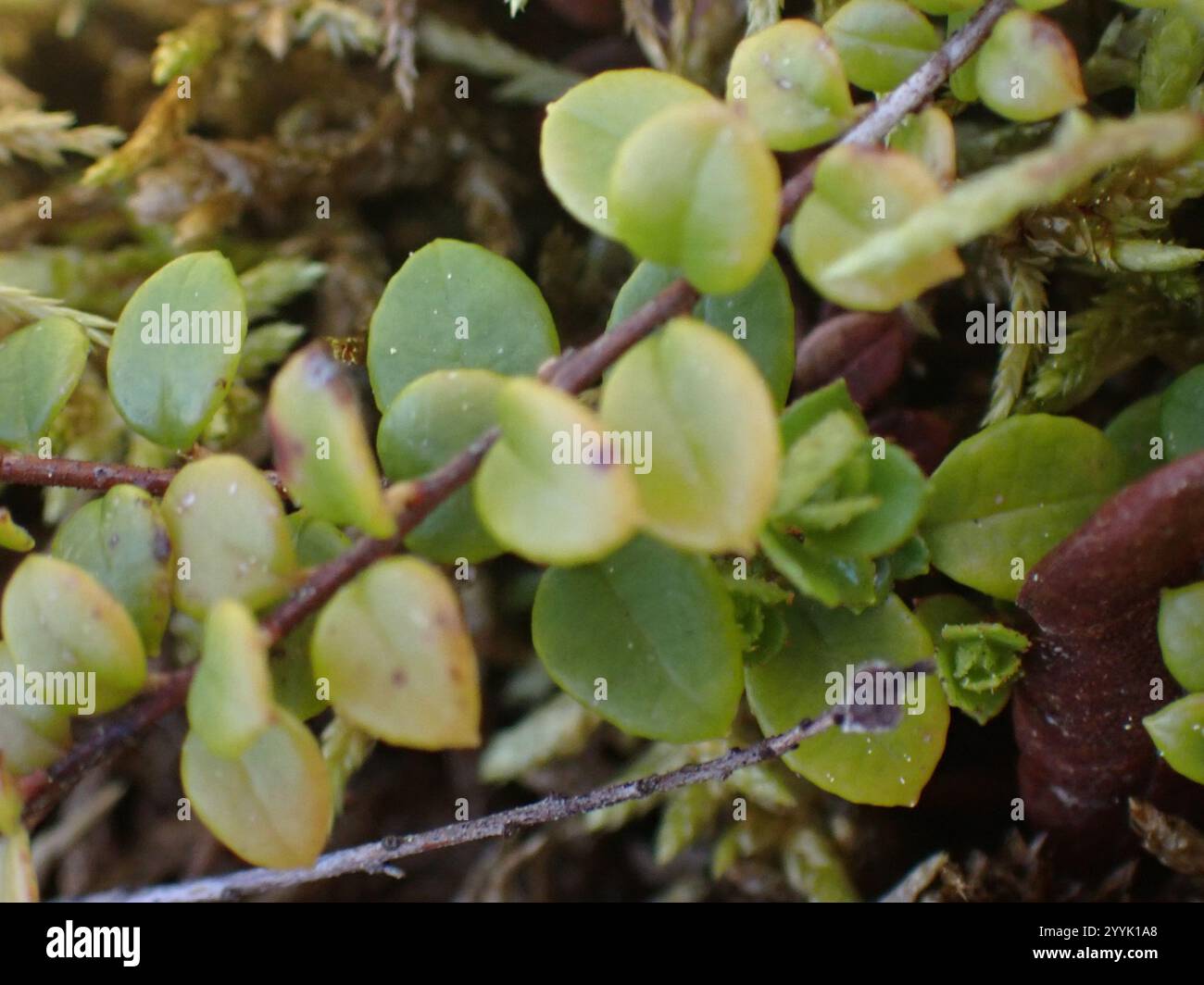 Kriechbeere (Gaultheria hispidula) Stockfoto