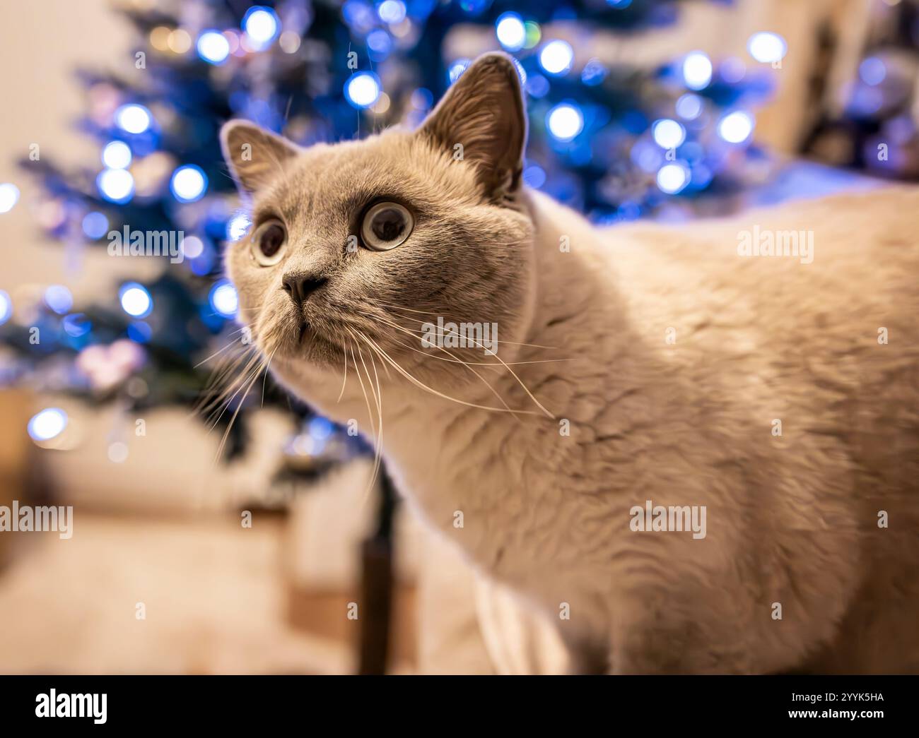 Ein verspieltes britisches Kurzhaar-Kätzchen blickt neugierig auf die glitzernden Weihnachtsbaumlichter. Dieses herzerwärmende Bild ist perfekt für die fes Stockfoto