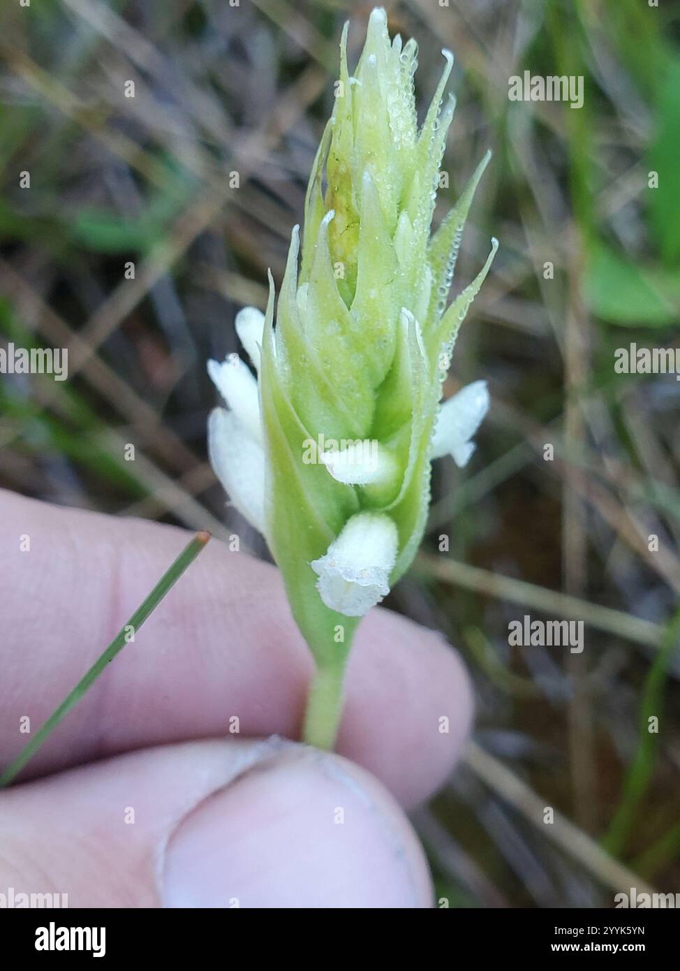 Damen-Kapuzen (Spiranthes romanzoffiana) Stockfoto