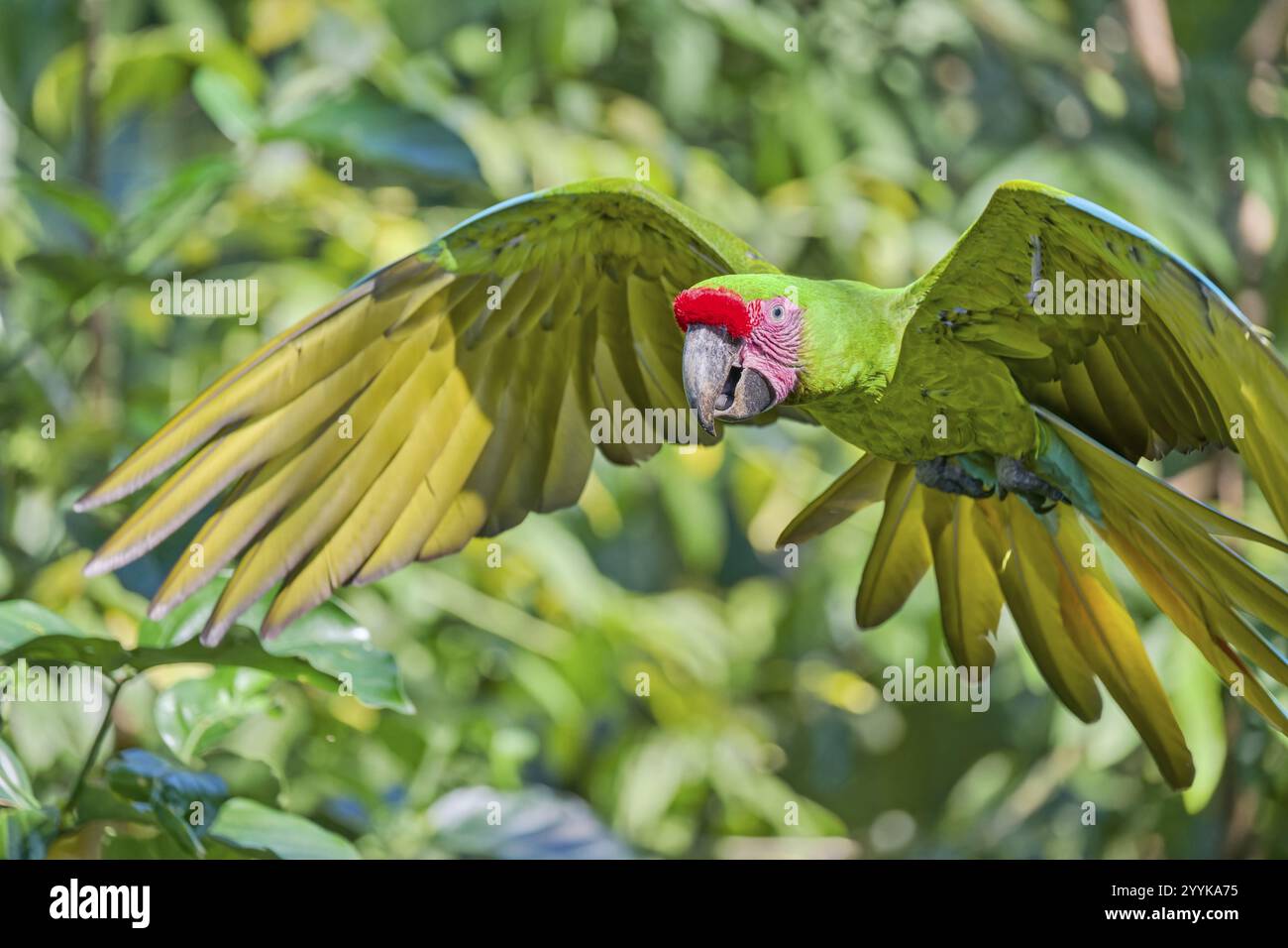 Großer grüner Ara im Flug (Ara ambiguus) Costa Rica Stockfoto