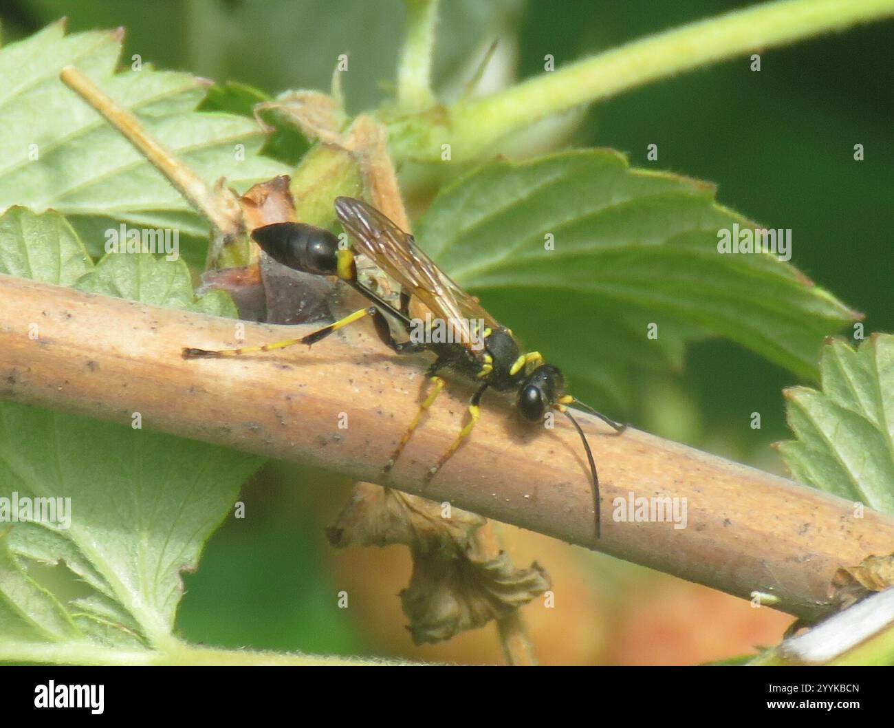 Gelbbeinige Schlamm-Dauber-Wasp (Sceliphron caementarium) Stockfoto