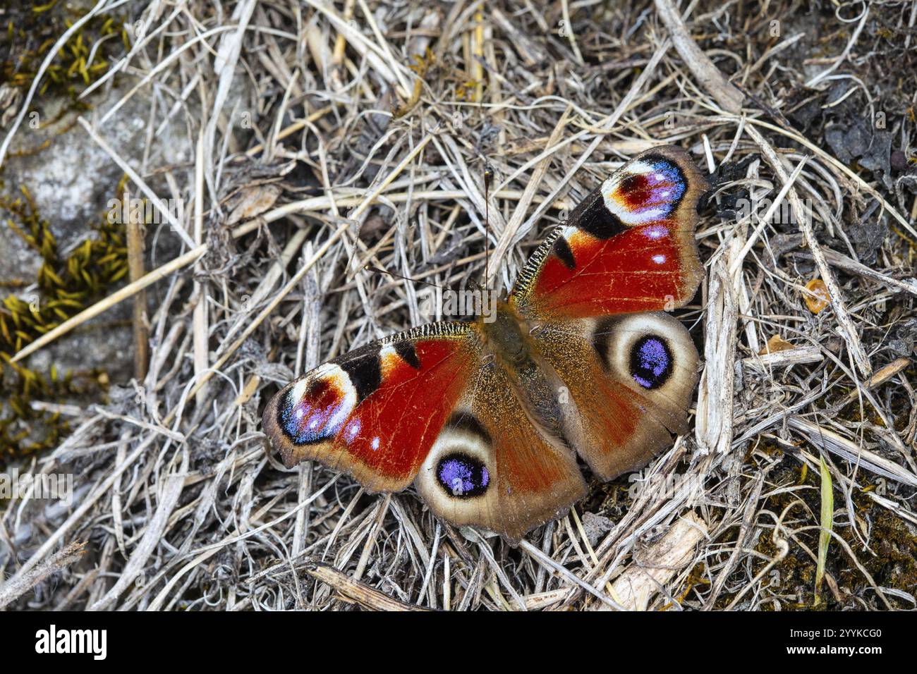 Tagpfauenauge, Nymphalis io Stockfoto