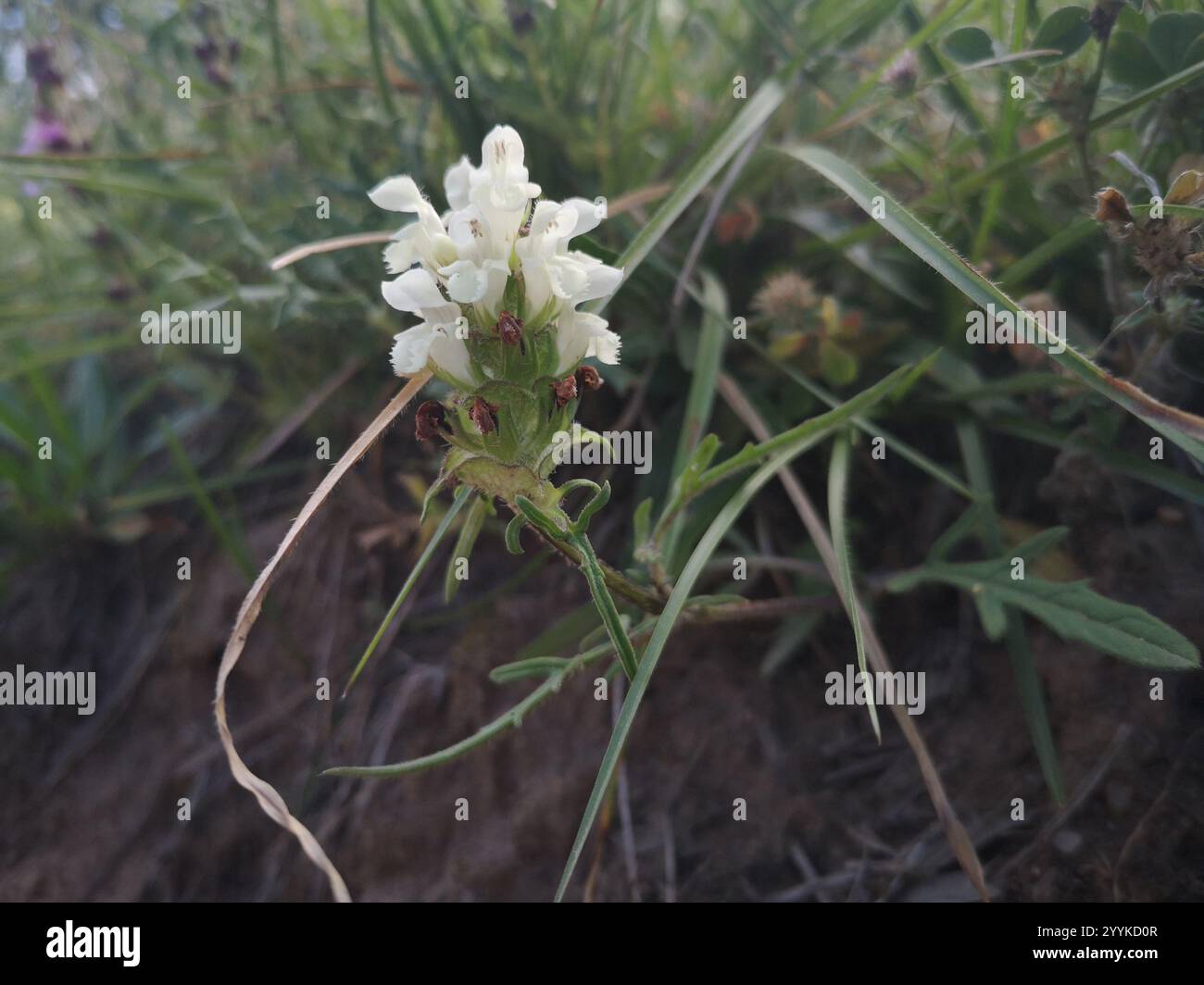 Selfheal (Prunella laciniata) Stockfoto