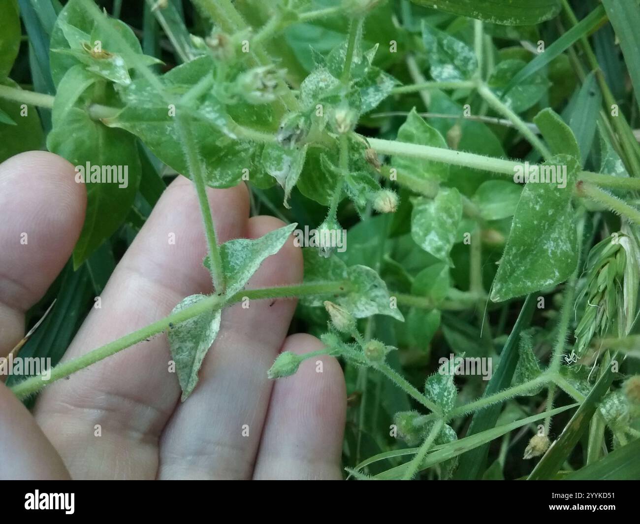 Wasserkraut (Stellaria aquatica) Stockfoto