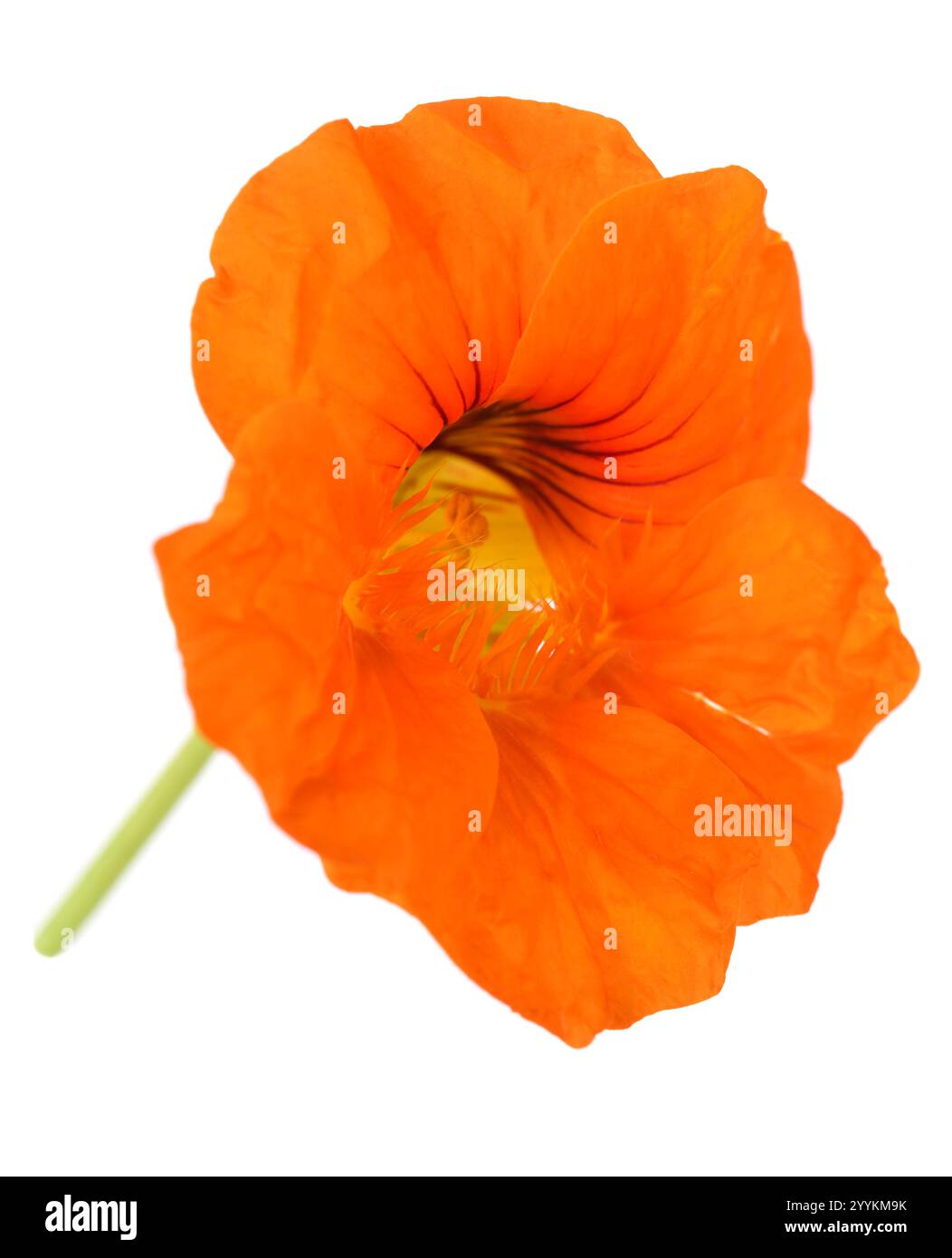 Kapuzinerkresse Tropaeolum Stockfoto