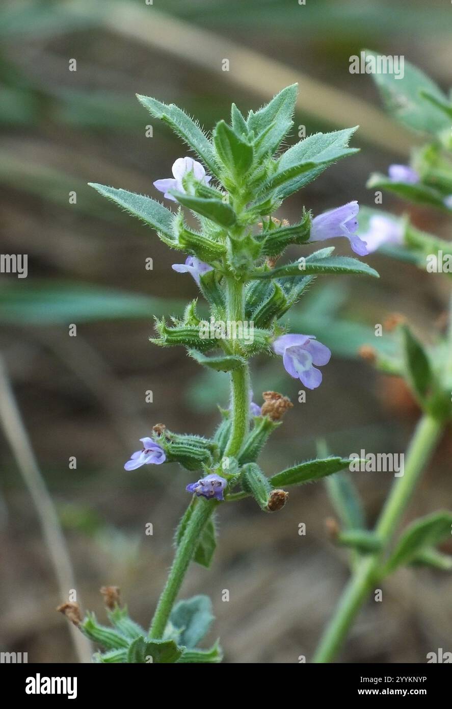 basilikum-Thymian (Clinopodium acinos) Stockfoto