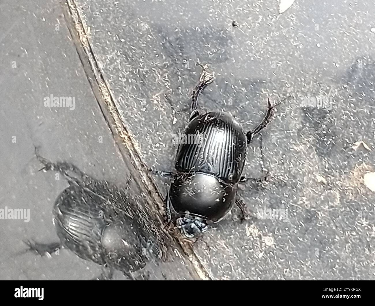 Gewöhnlicher Dor-Käfer (Geotrupes stercorarius) Stockfoto