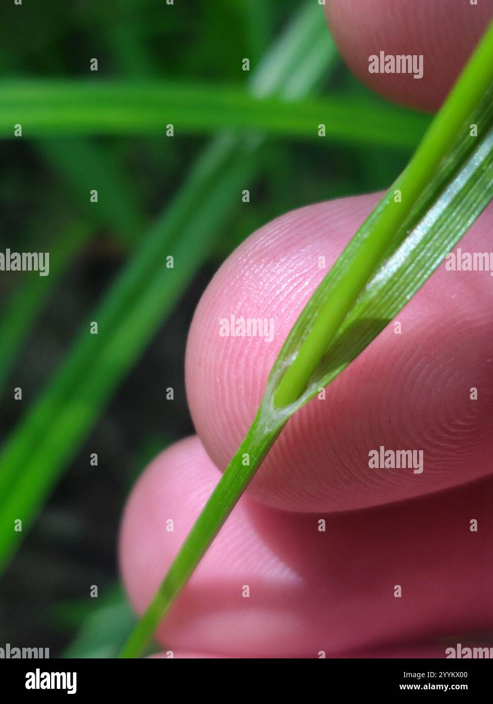 Gray's Segge (Carex gryi) Stockfoto