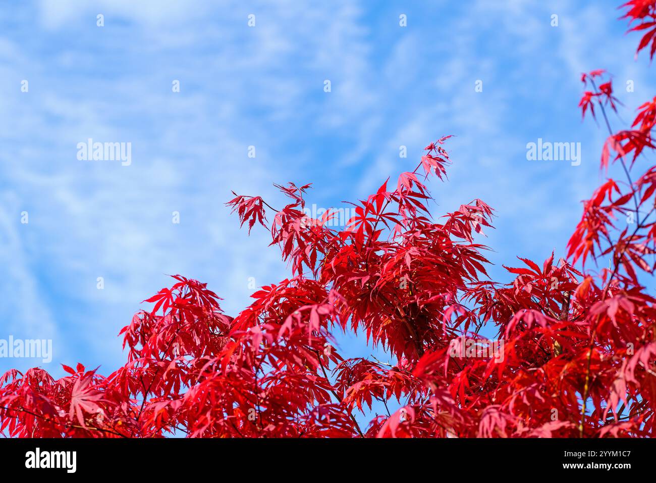 Japanischer Fanapel, Acer palmatum, gegen den blauen Himmel Stockfoto