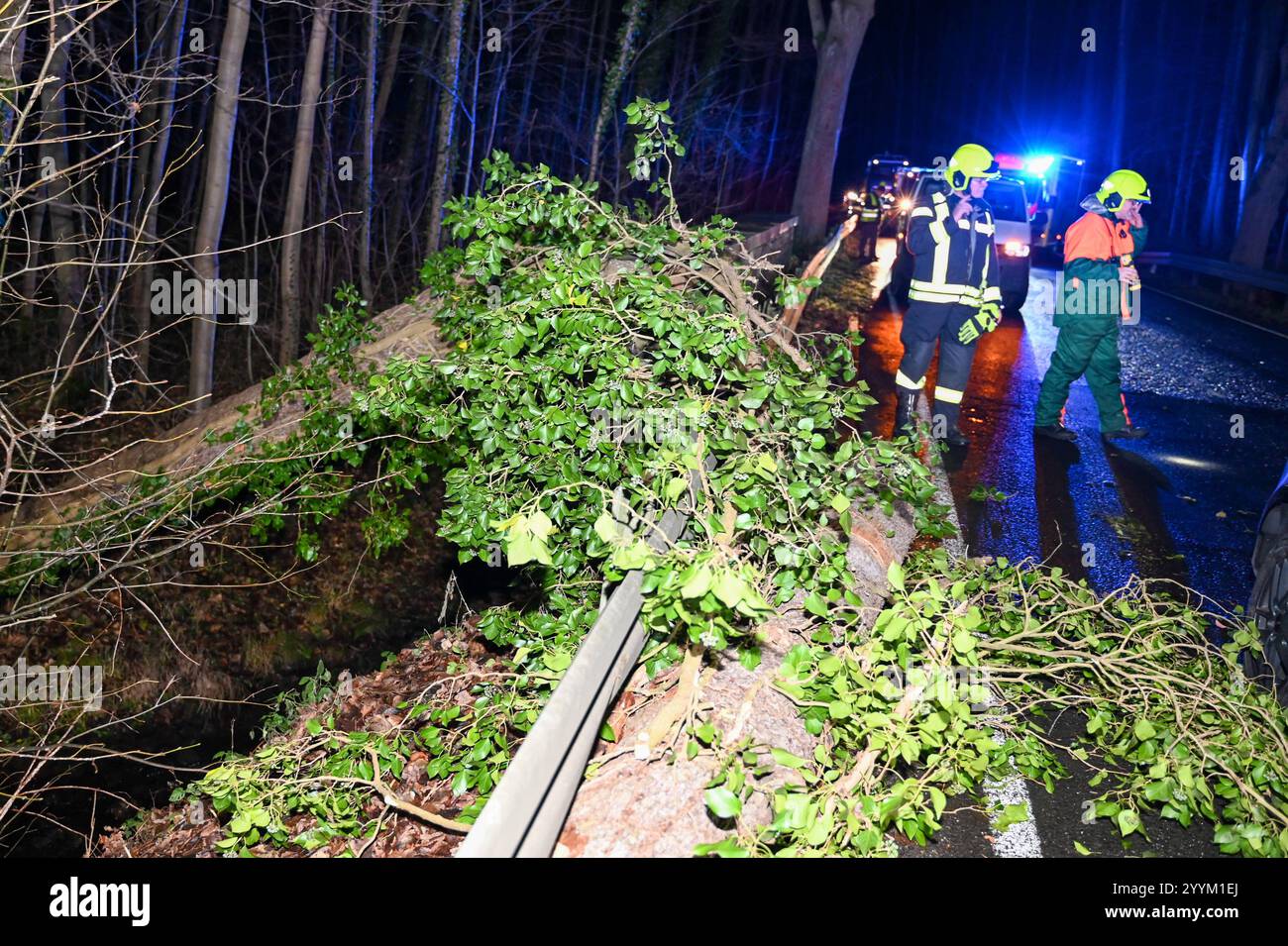 Waldheim - Baum stürzt plötzlich auf S36, Auto kollidiert mit ihm: Autofahrer verletzt 16.12.2024 gegen 17,15 Uhr S36, zwischen Waldheim und OT Massanei bei einem Unfall auf der Staatsstraße 36 bei Waldheim ist am Montagabend ein Mensch leicht verletzt worden. Nach ersten Angaben der Feuerwehr vor Ort war der Fahrer eines Volvo gegen 17,15 Uhr auf der S36 von Massanei in Richtung Waldheim unterwegs, als in einem Waldstück plötzlich ein Baum auf die Straße umstürzt. Der Mann konnte nicht mehr rechtzeitig abbremsen und kollidiert frontal mit dem Baum. Im Auto gehen daraufhin die Airbags auf u Stockfoto