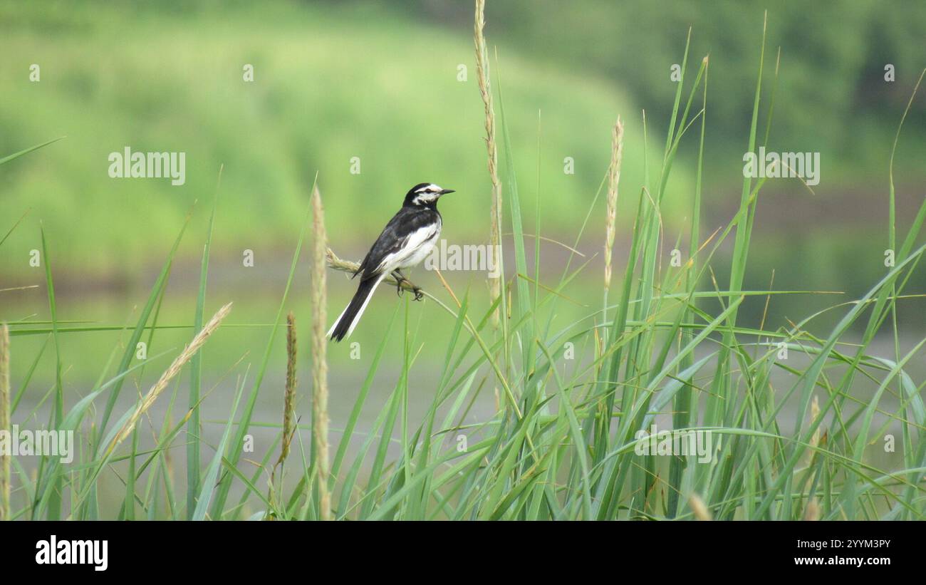 Schwarz hinterlegter Wagtail (Motacilla alba lugens) Stockfoto