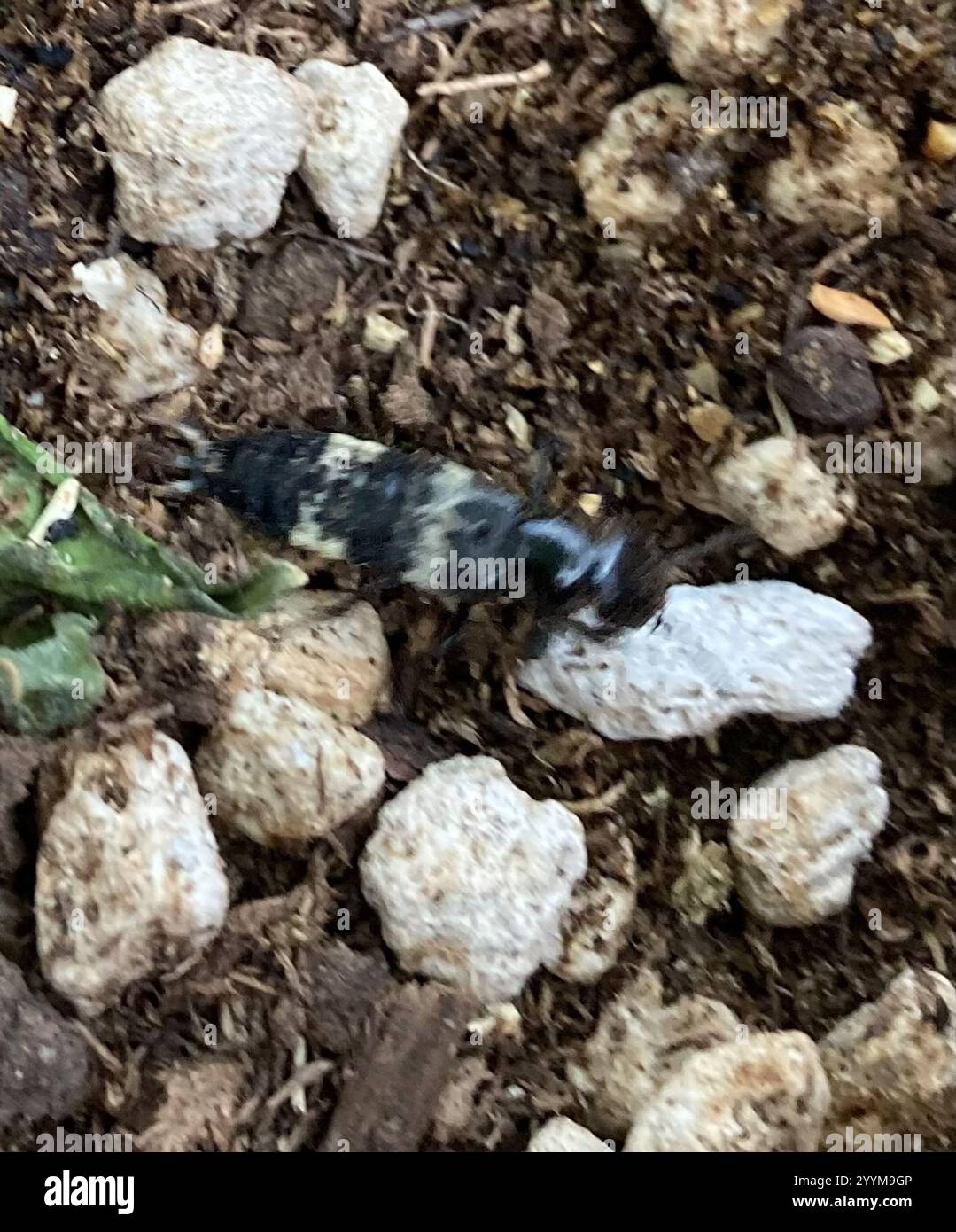 Haariger Rovenkäfer (Creophilus maxillosus) Stockfoto