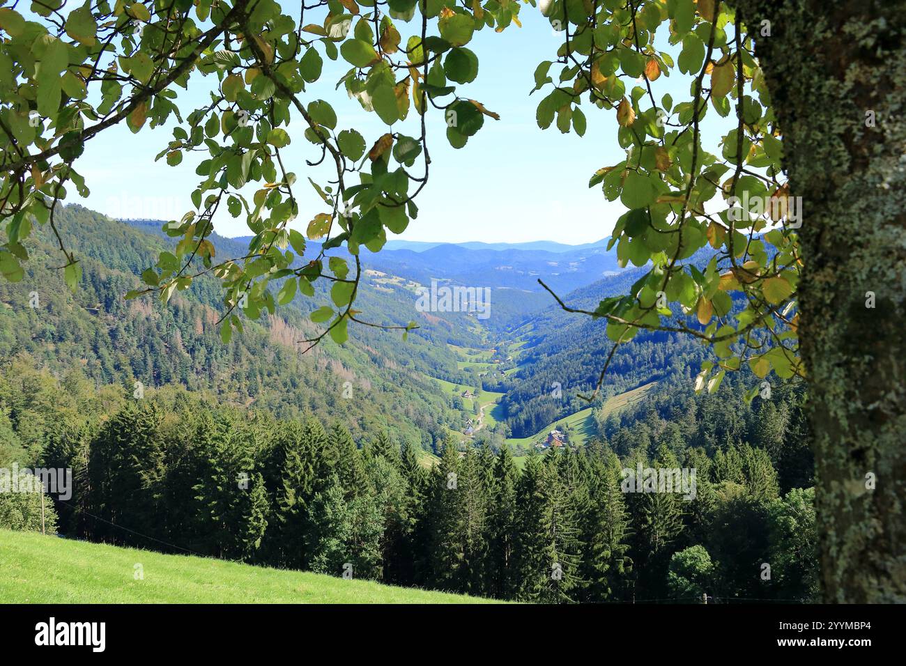 Landschaftsblick an der Route des Cretes im Elsass, Vogesen in Frankreich im Sommer Stockfoto