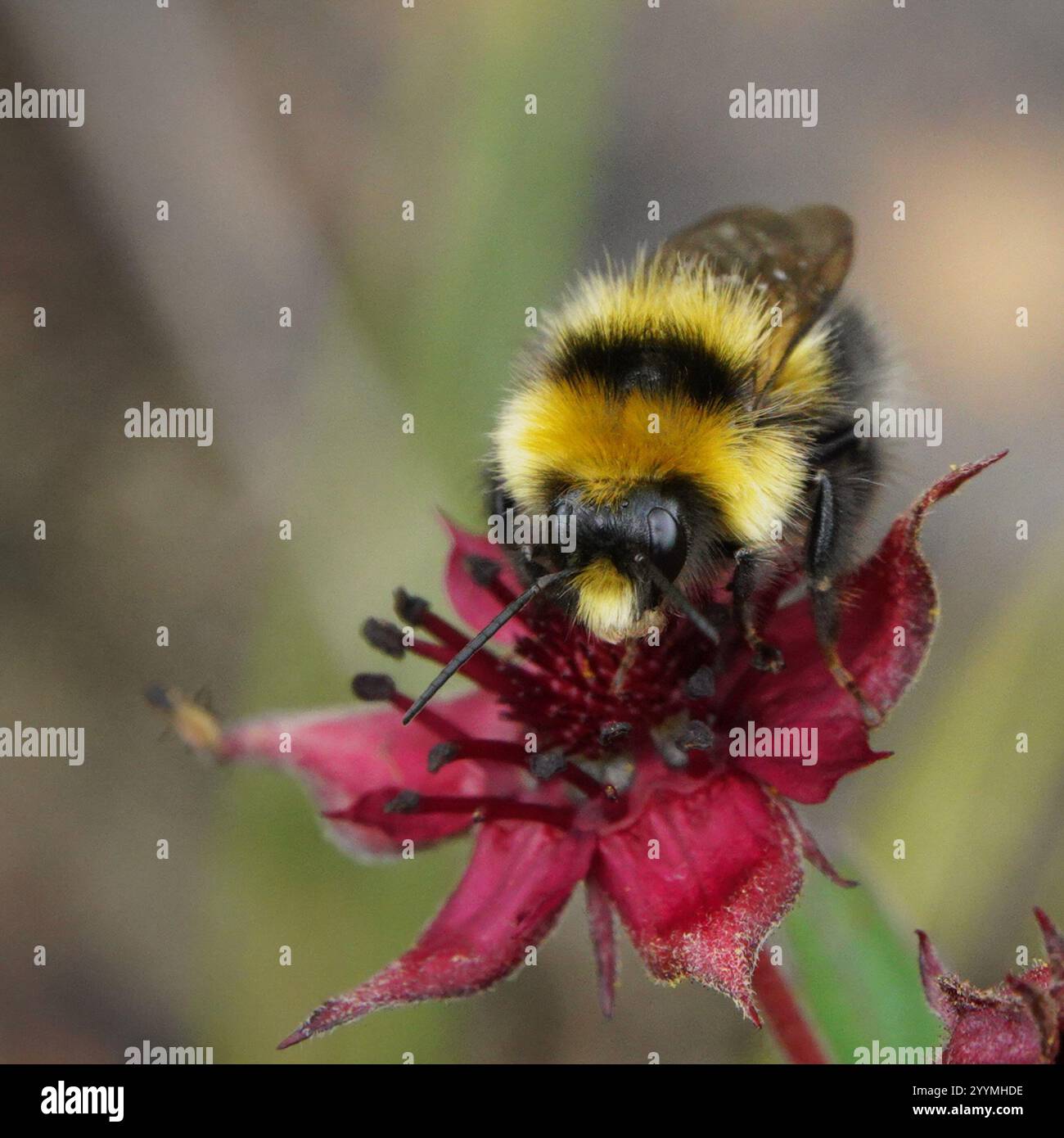 Heide Hummel (Bombus jonellus) Stockfoto