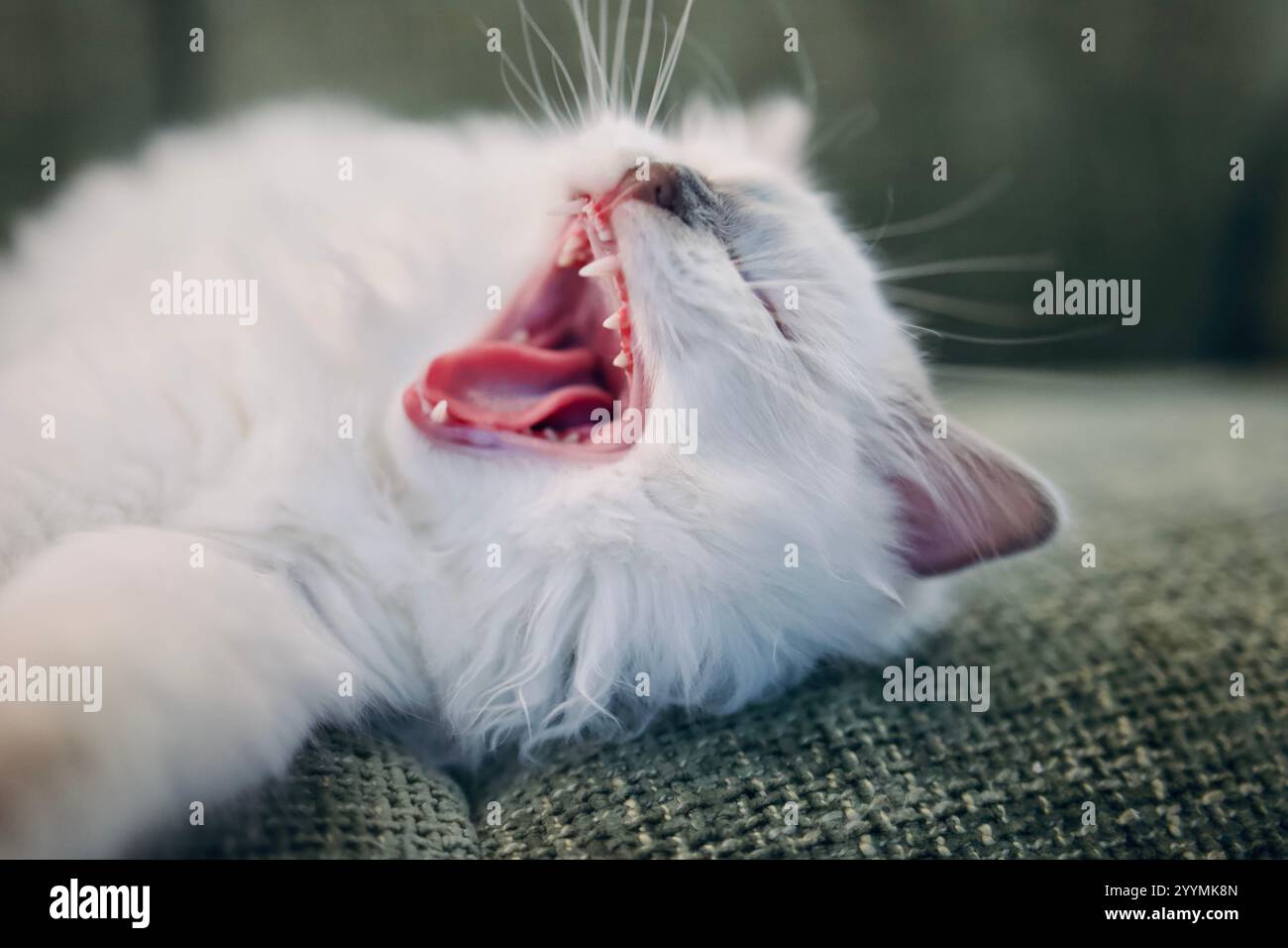 Blue Point Ragdoll Kätzchen Gähnen. Eine weiße Katze, die auf dem Sofa schläft. Stockfoto