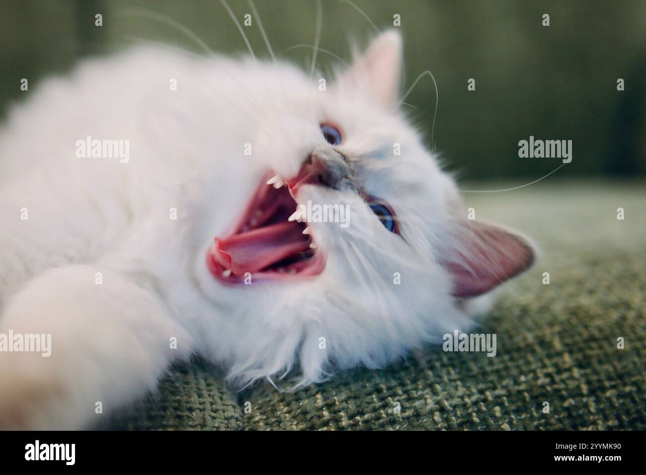Blue Point Ragdoll Kätzchen Gähnen. Eine weiße Katze, die auf dem Sofa schläft. Stockfoto