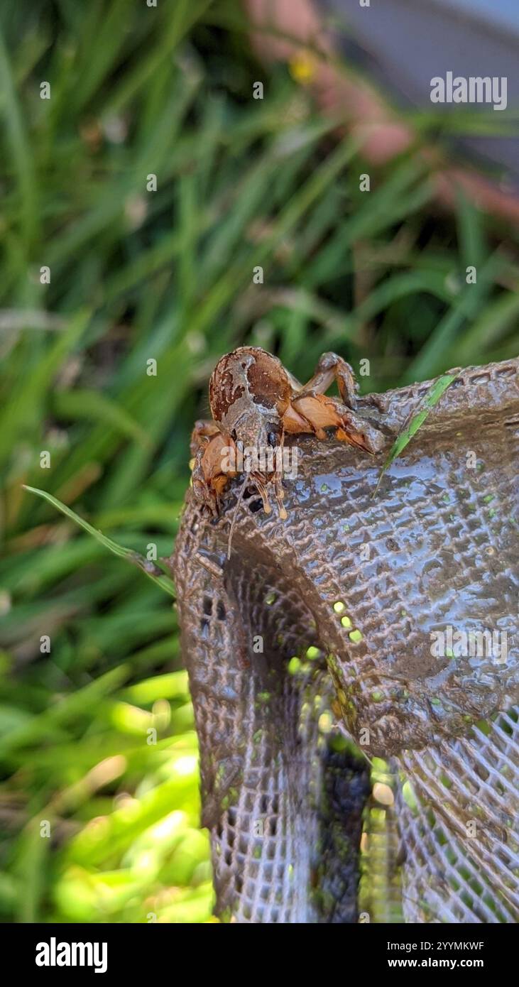 Maulwurf-Kricket (Neocurtilla hexadactyla) Stockfoto