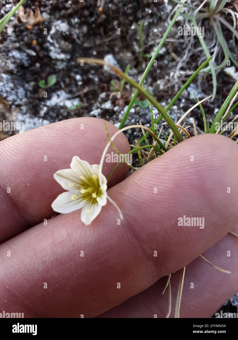 Schneeglöckchen (Gagea serotina) Stockfoto