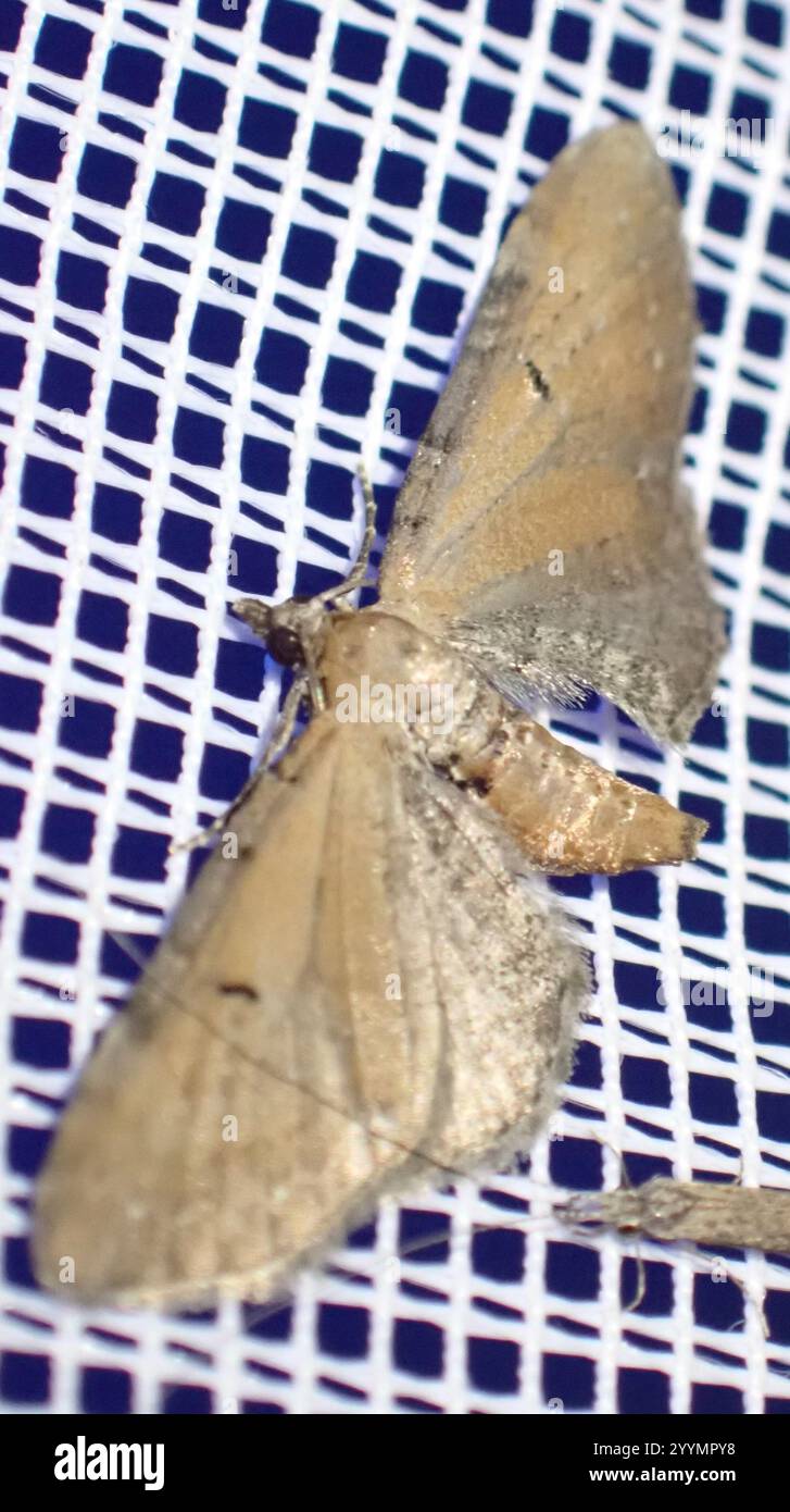 Wermut Mops (Eupithecia absinthiata) Stockfoto