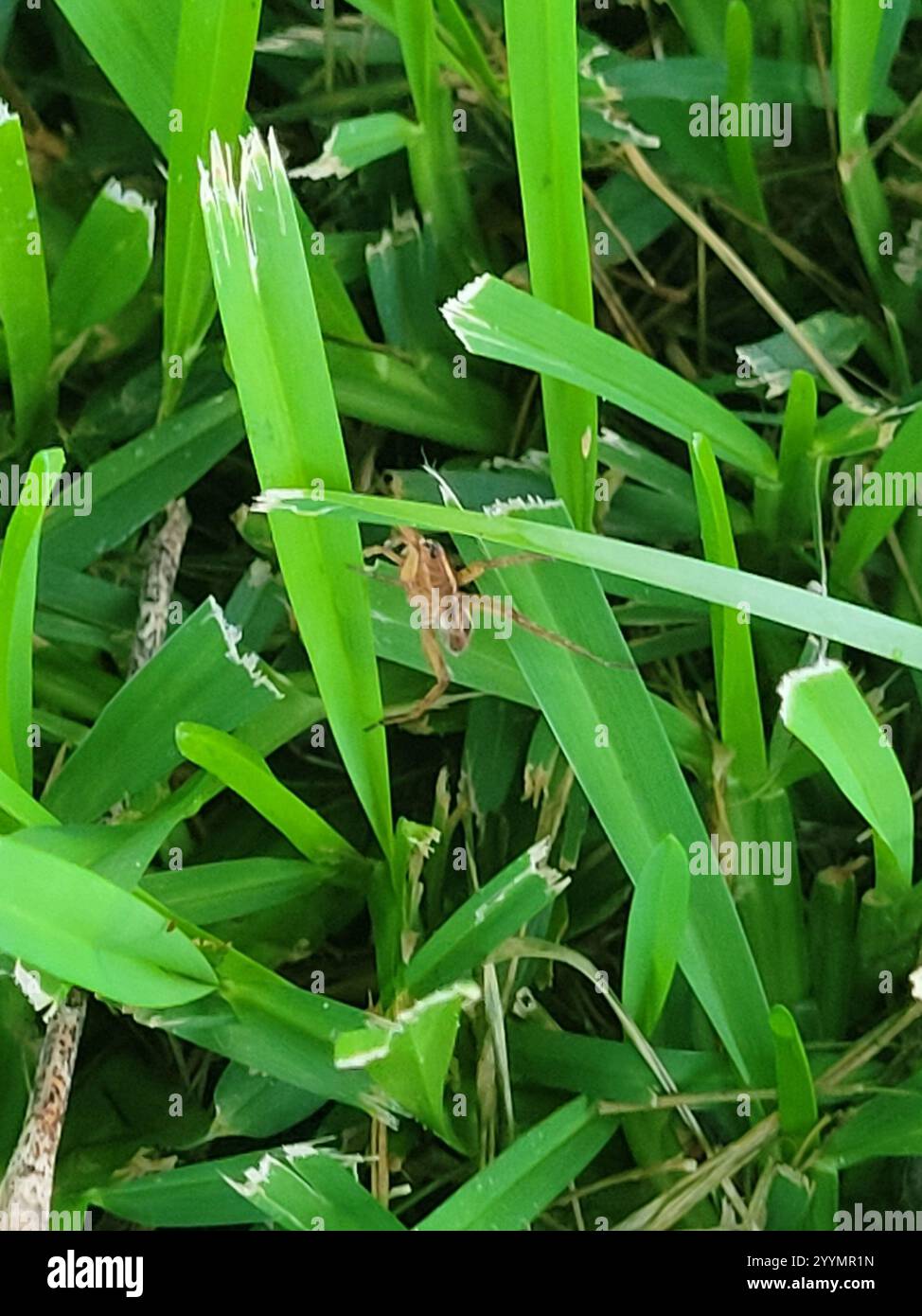 Tollwütige Wolfsspinne (rabidosa rabida) Stockfoto