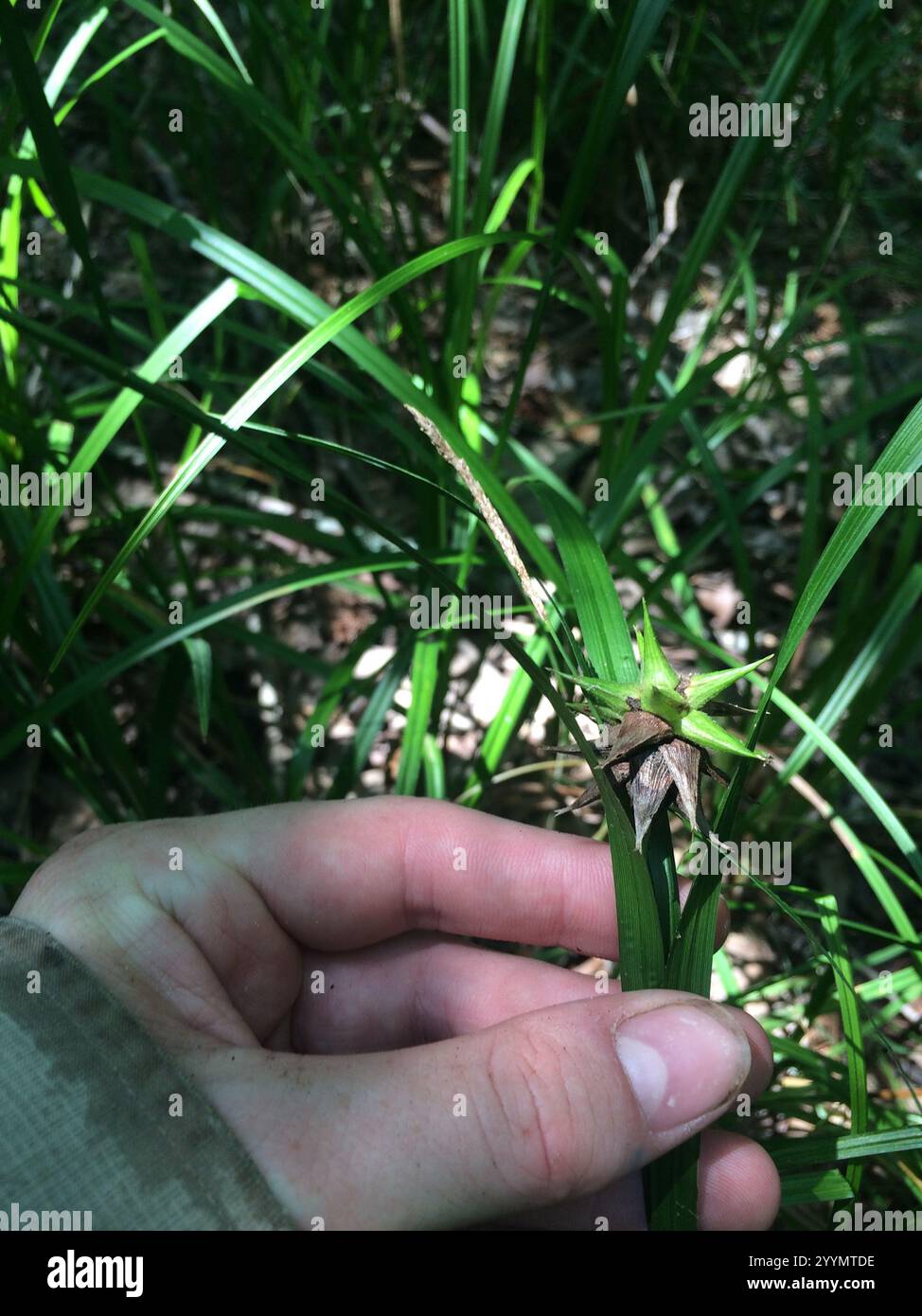 Gray's Segge (Carex gryi) Stockfoto